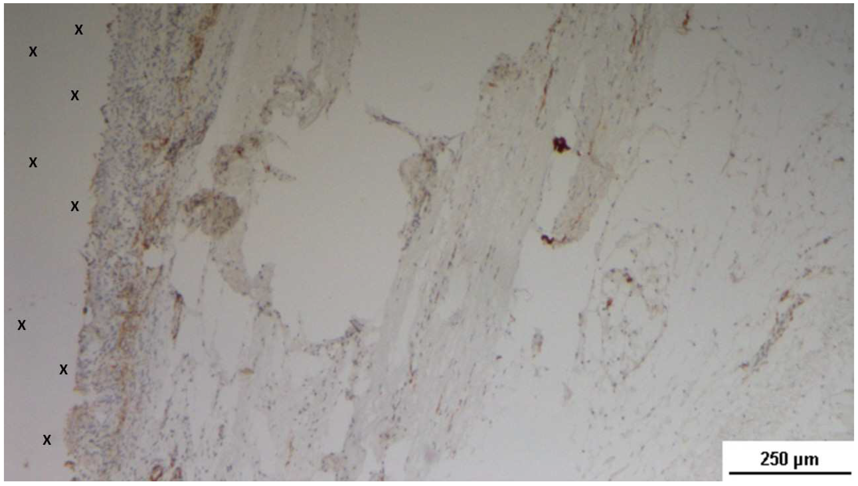 Preprints 144372 g023