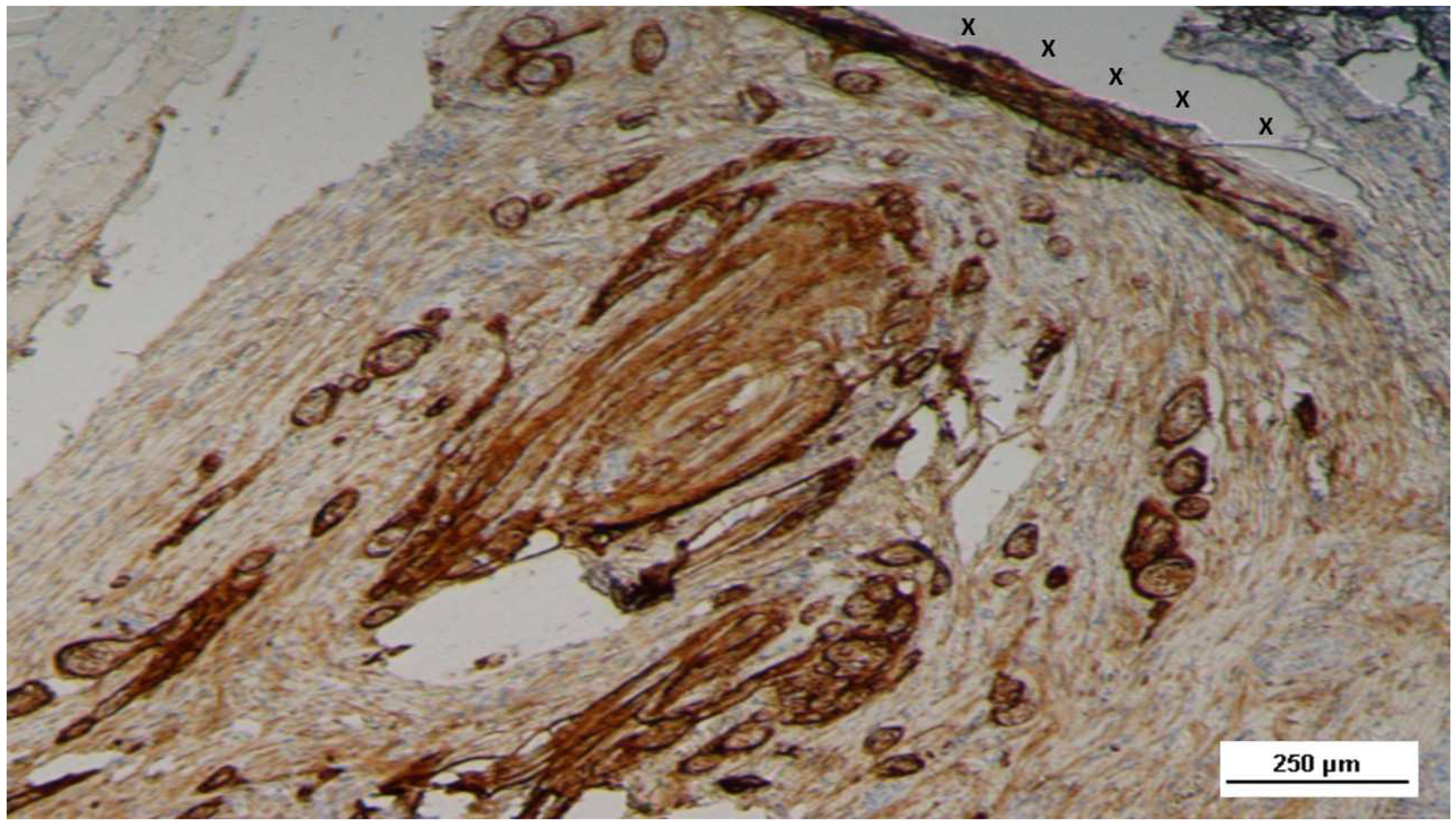 Preprints 144372 g025