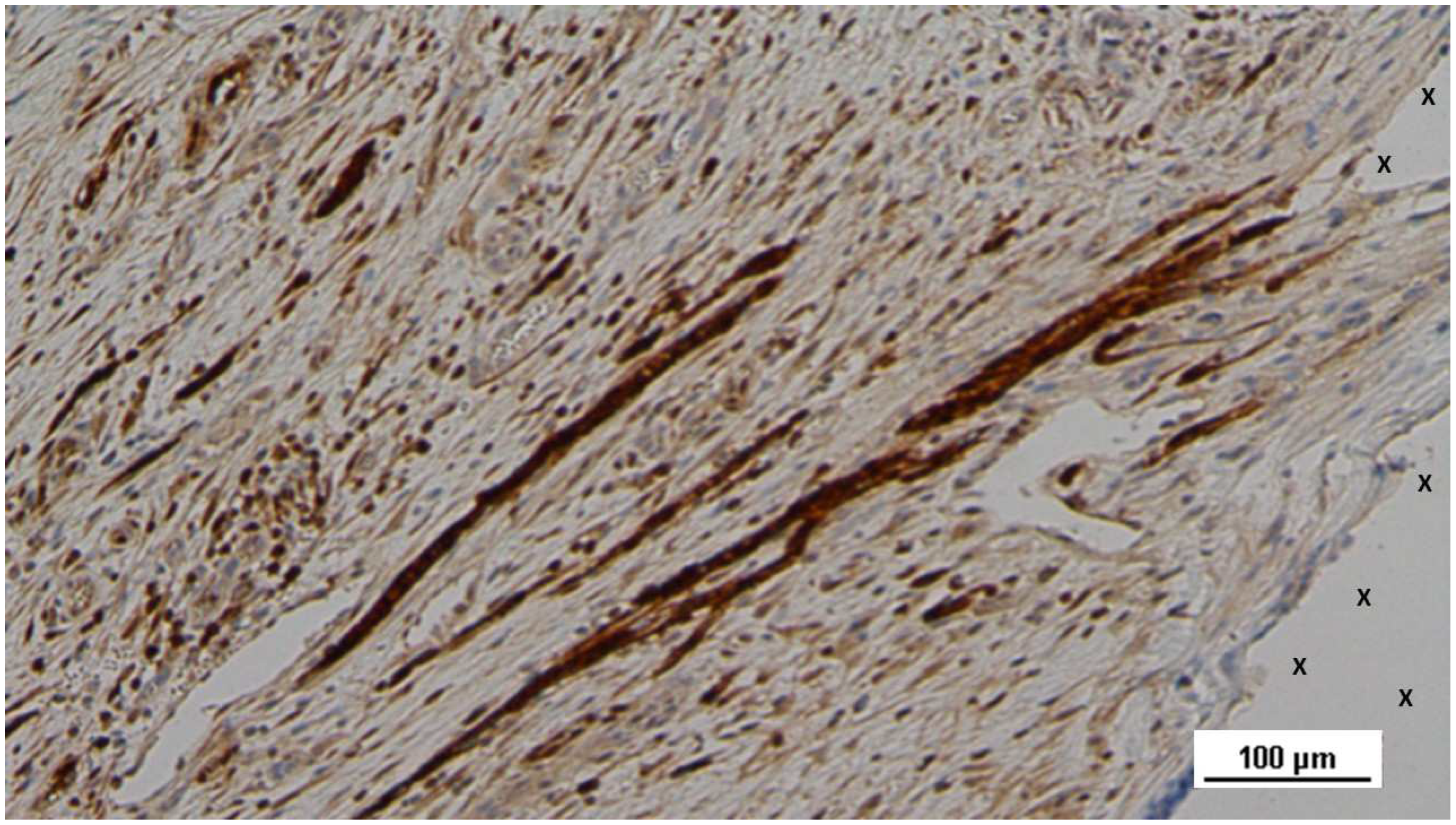 Preprints 144372 g026