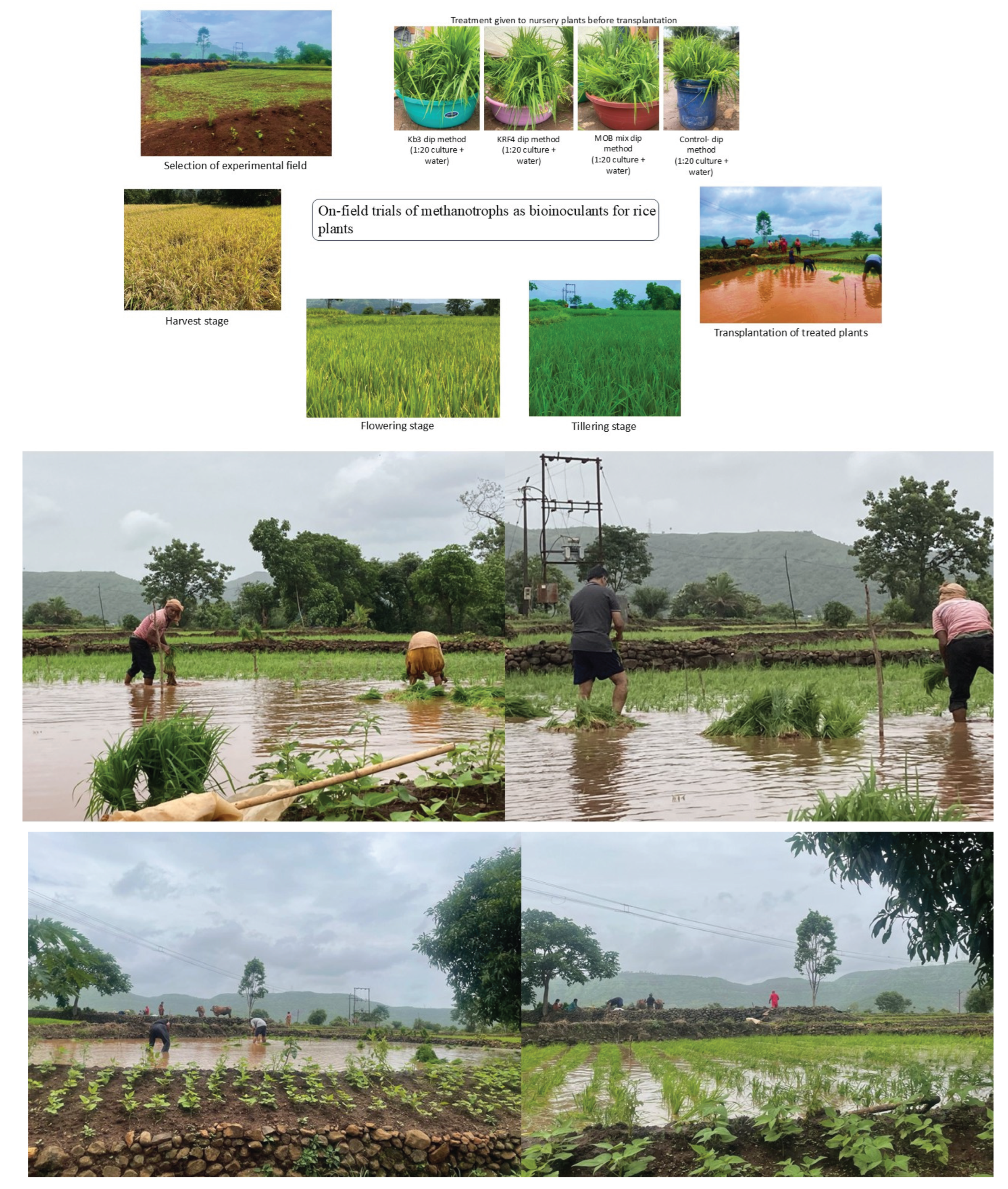 Preprints 160553 g001