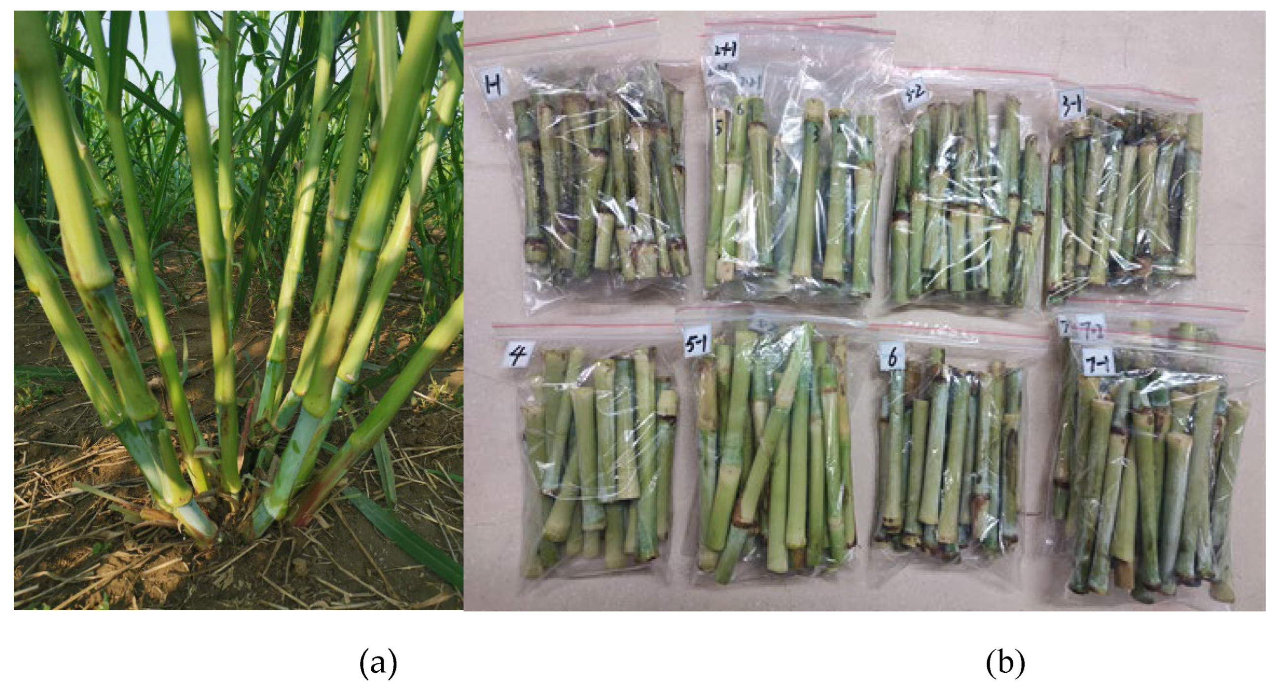 Preprints 108940 g001