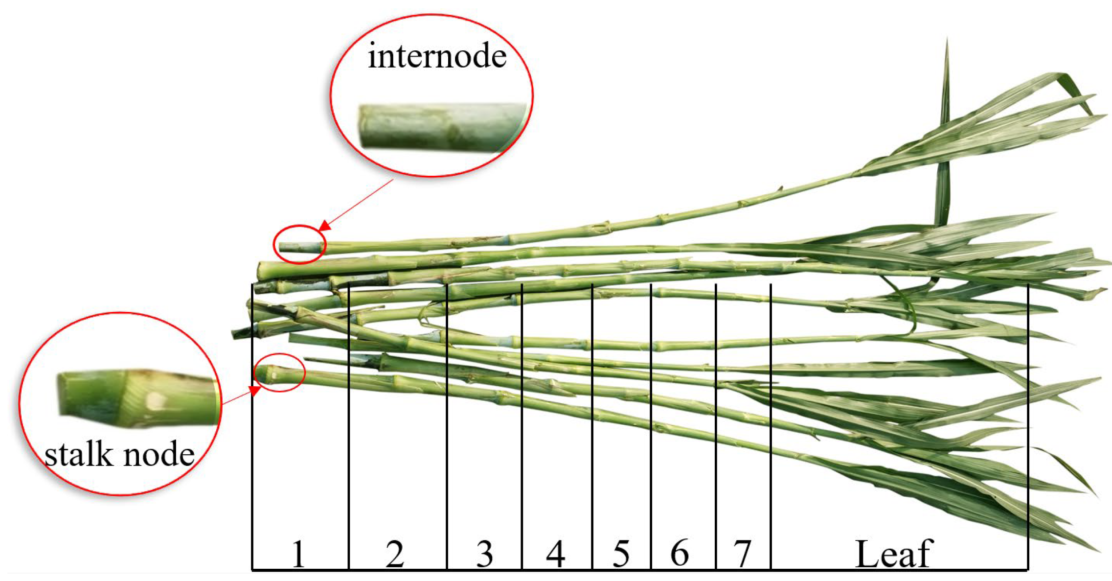 Preprints 108940 g002
