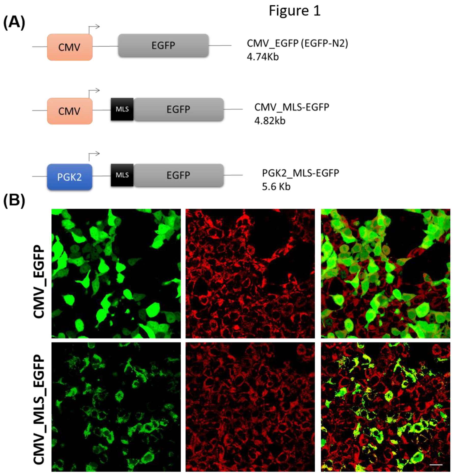 Preprints 145208 g001