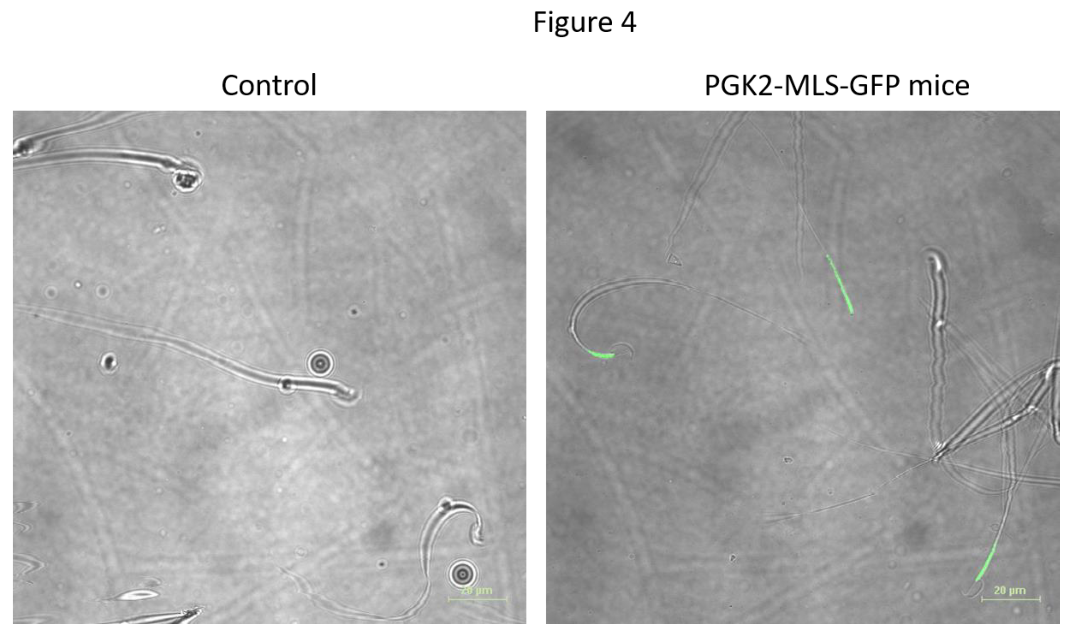 Preprints 145208 g004