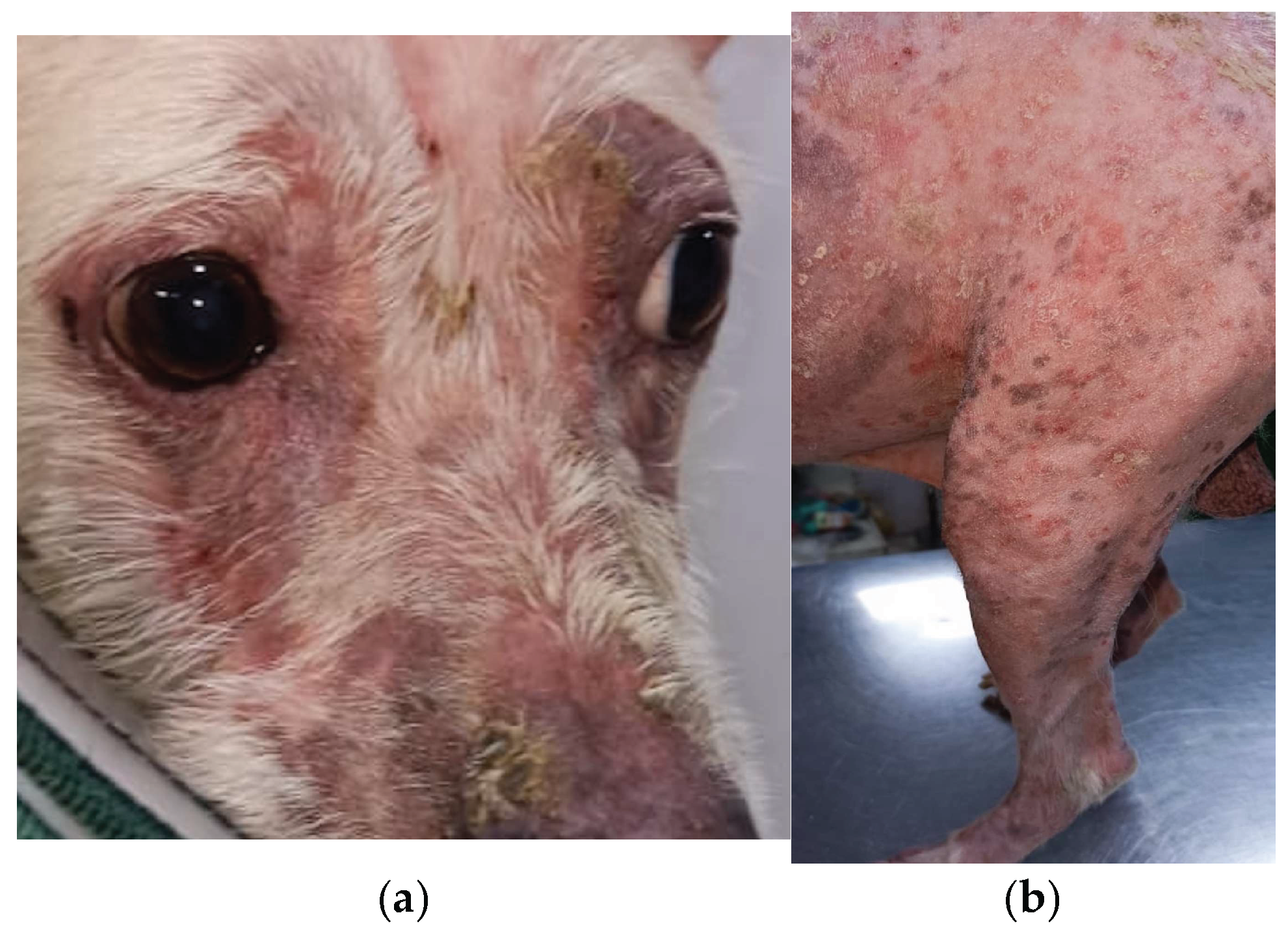 Preprints 196629 g001