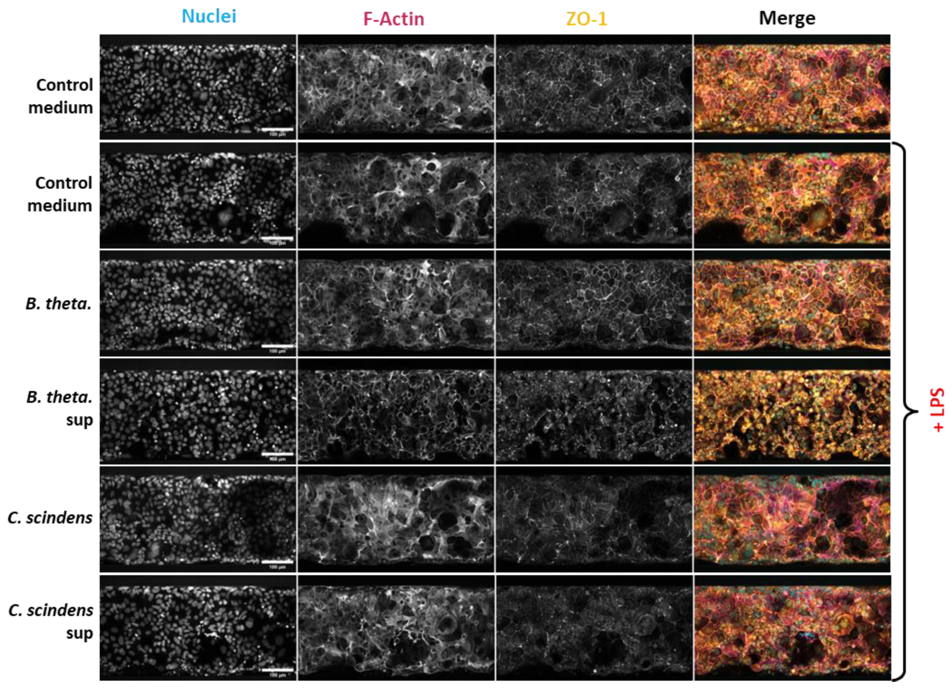 Preprints 177312 g004