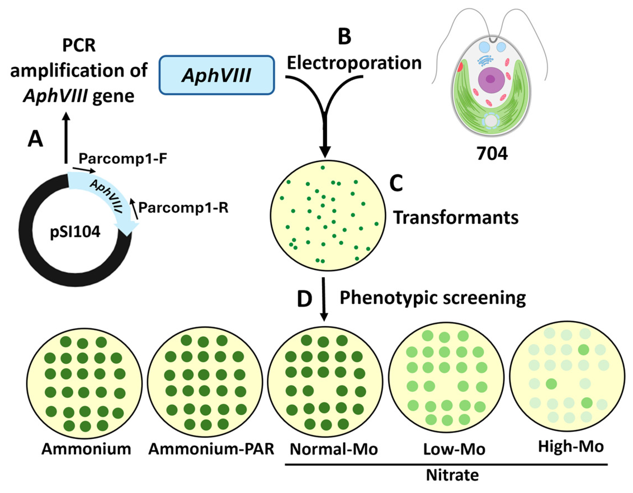 Preprints 157107 g001