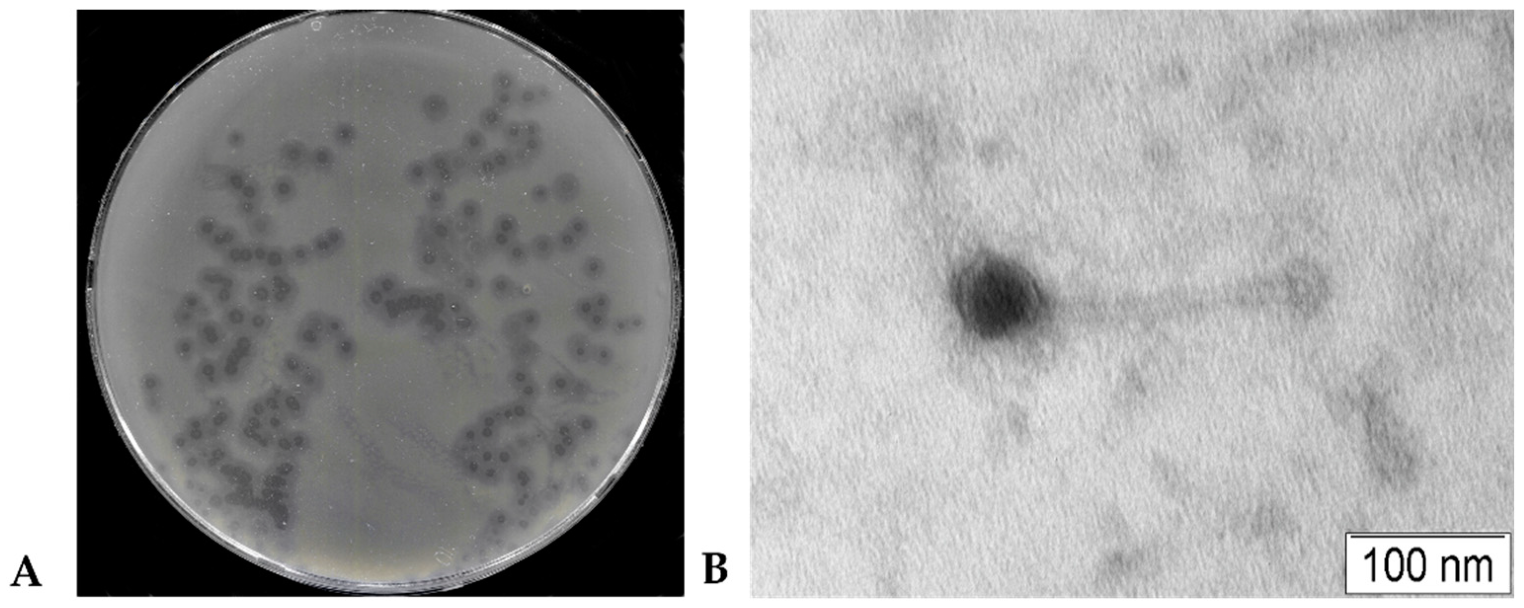 Preprints 143109 g001