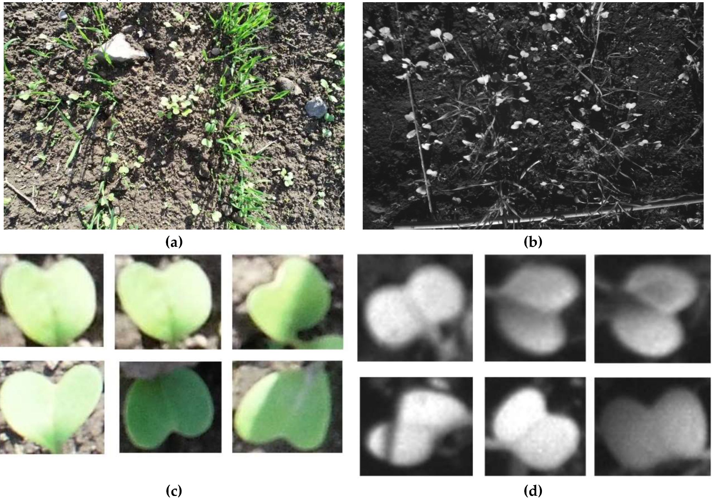 Preprints 146531 g002