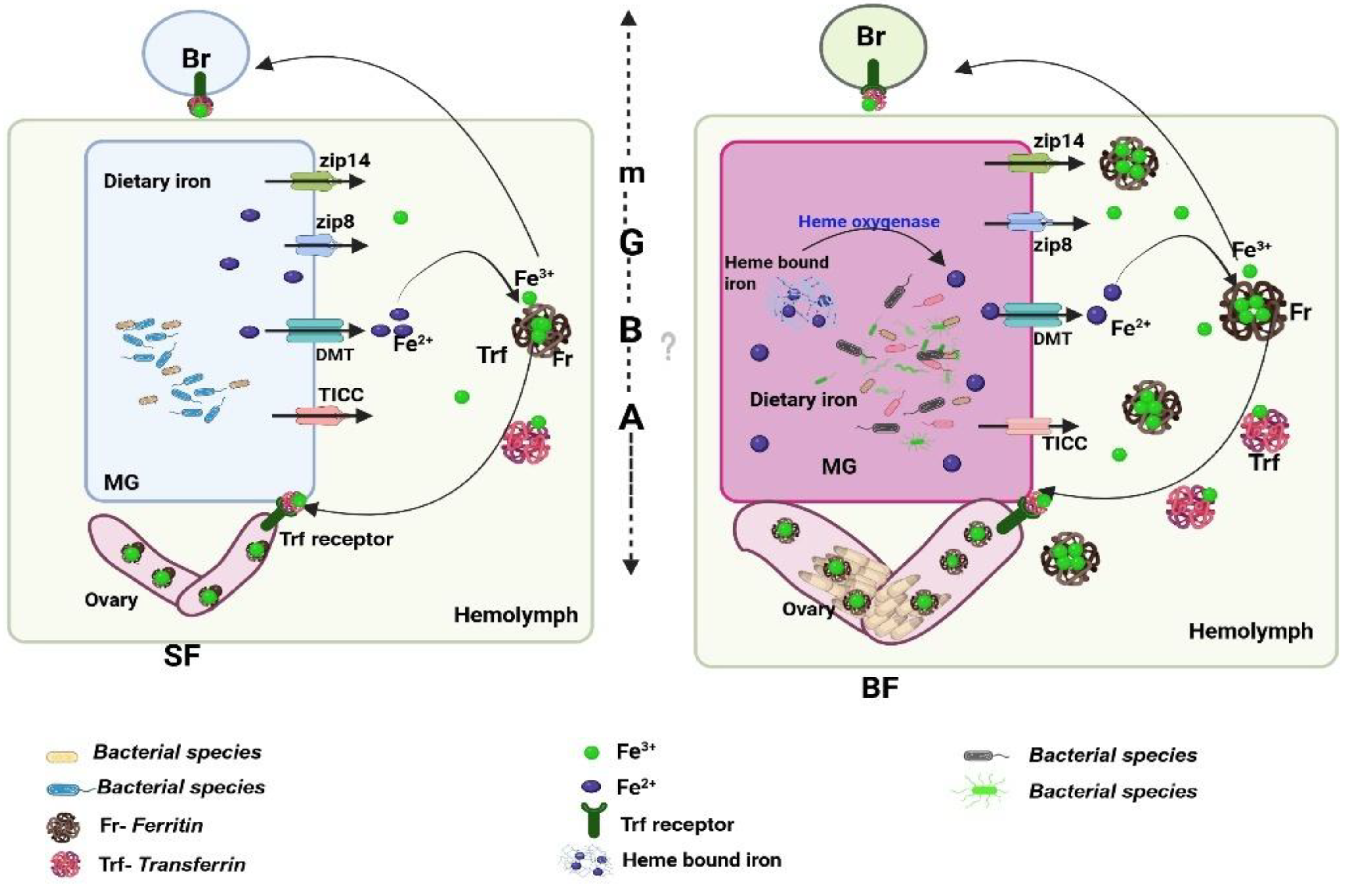 Preprints 197139 g001