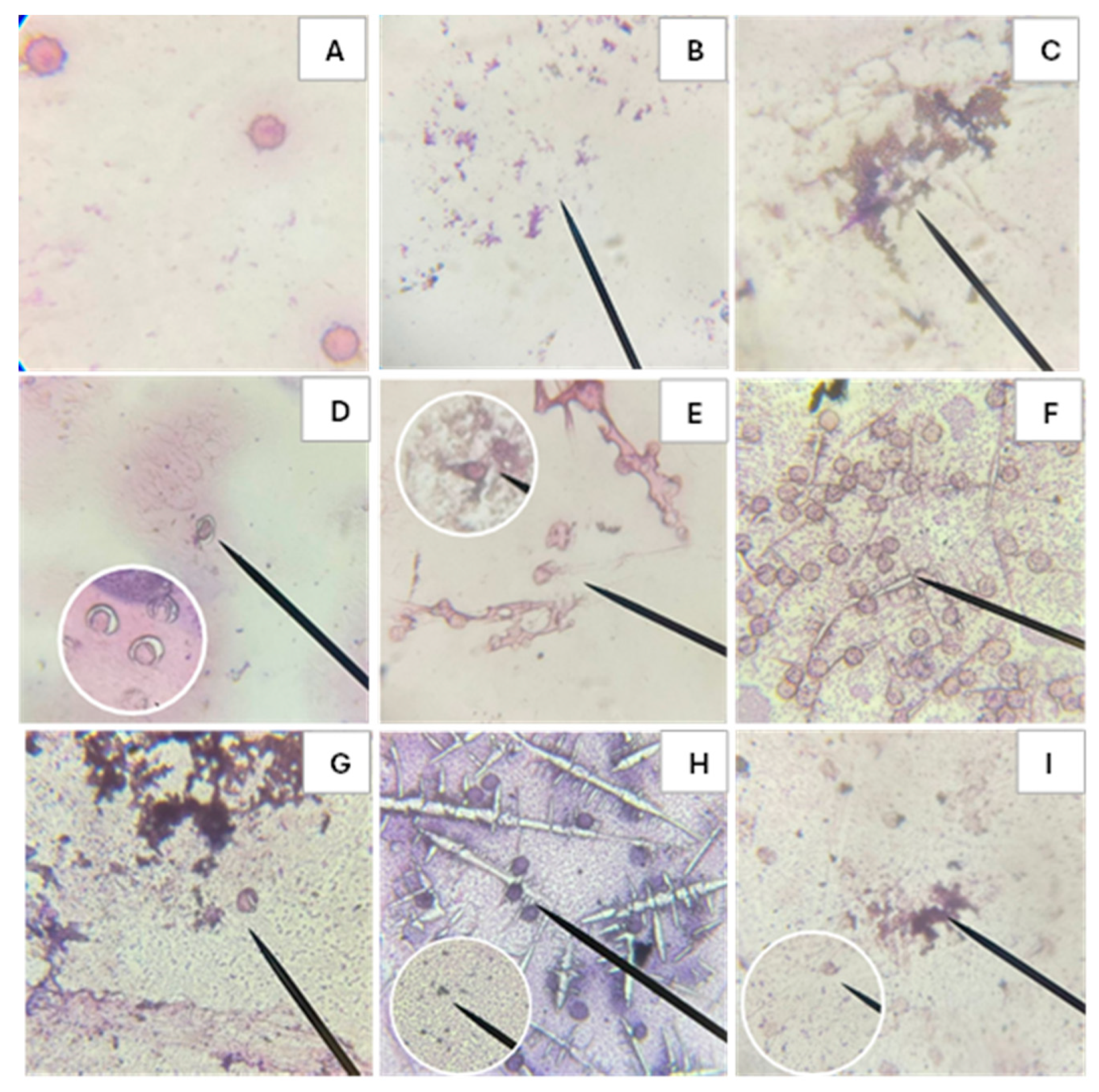 Preprints 188198 g005