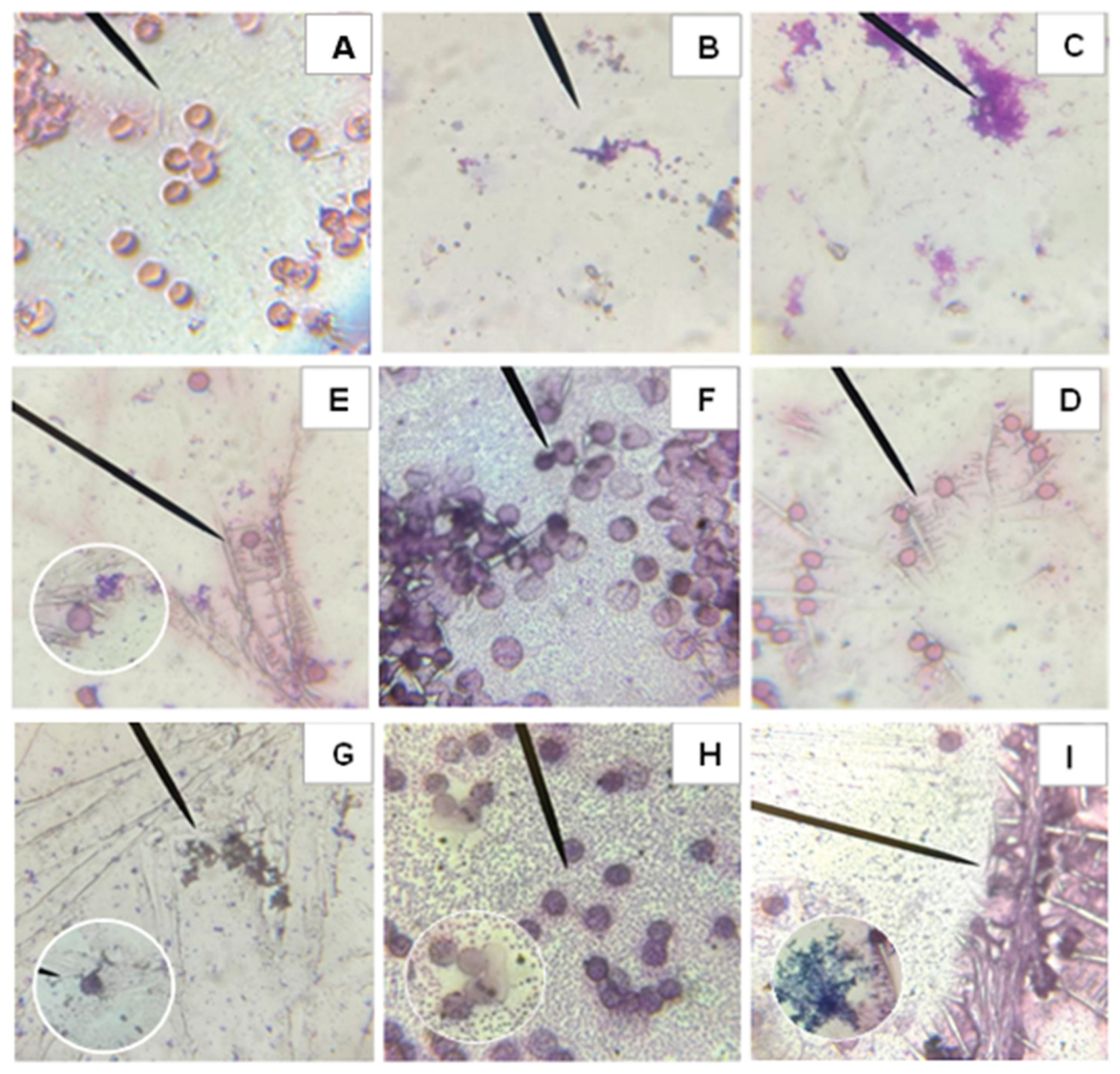 Preprints 188198 g006