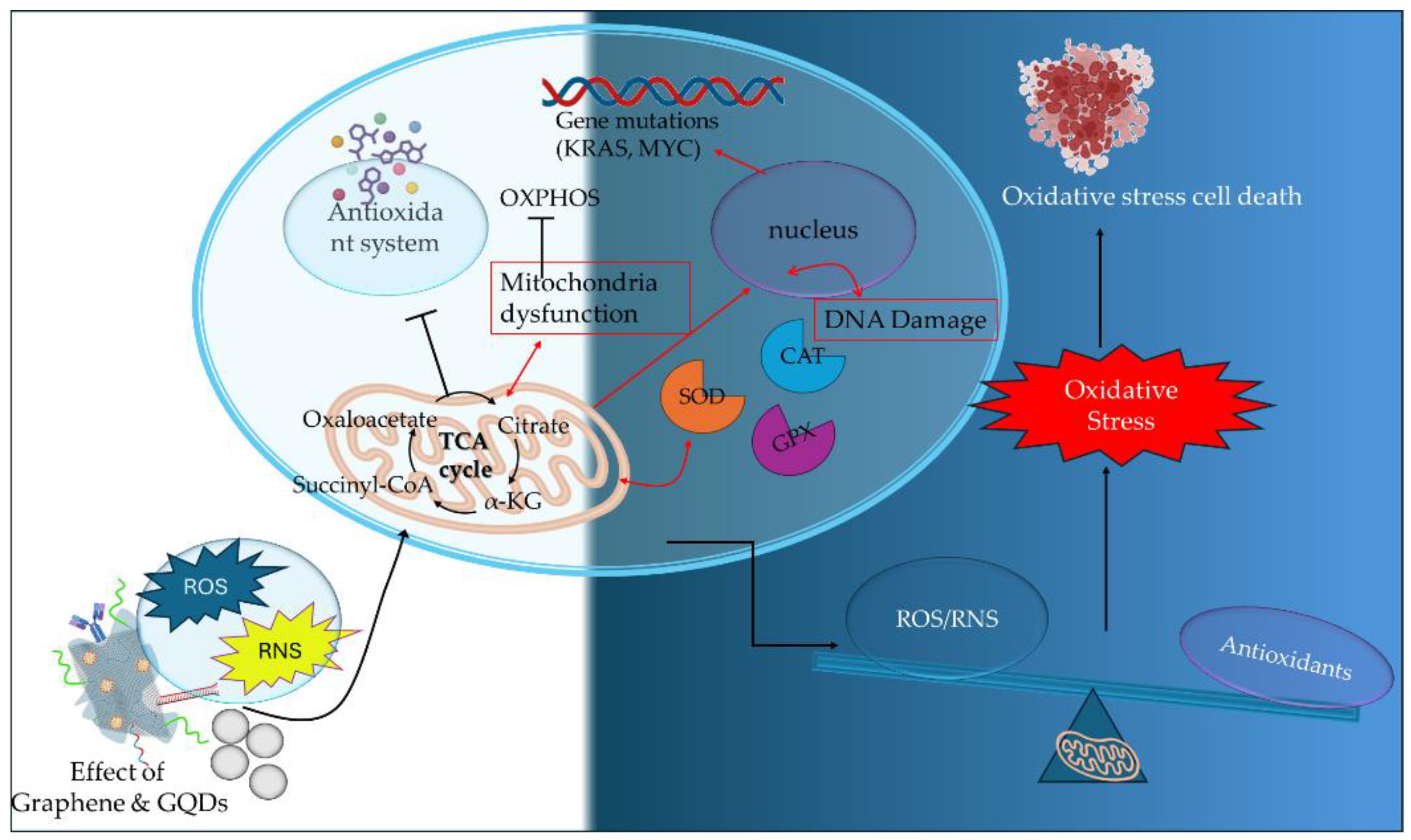 Preprints 154267 g003