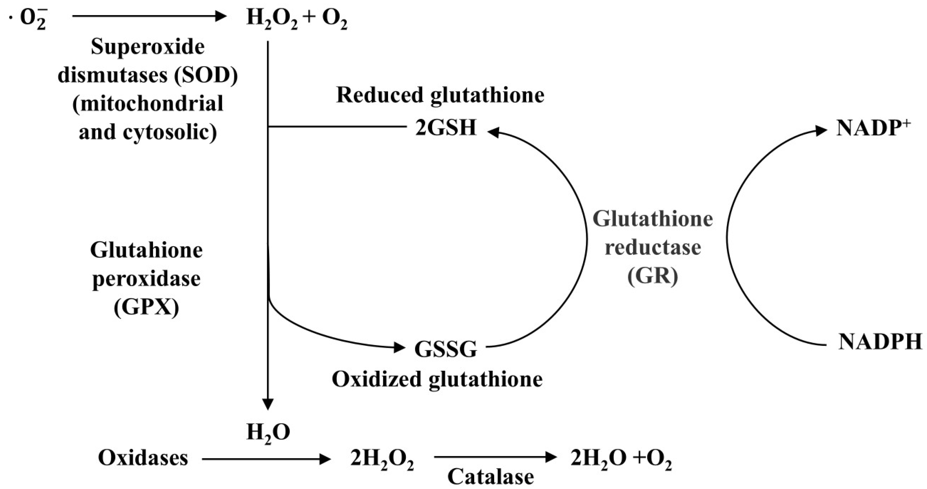 Preprints 138516 g005