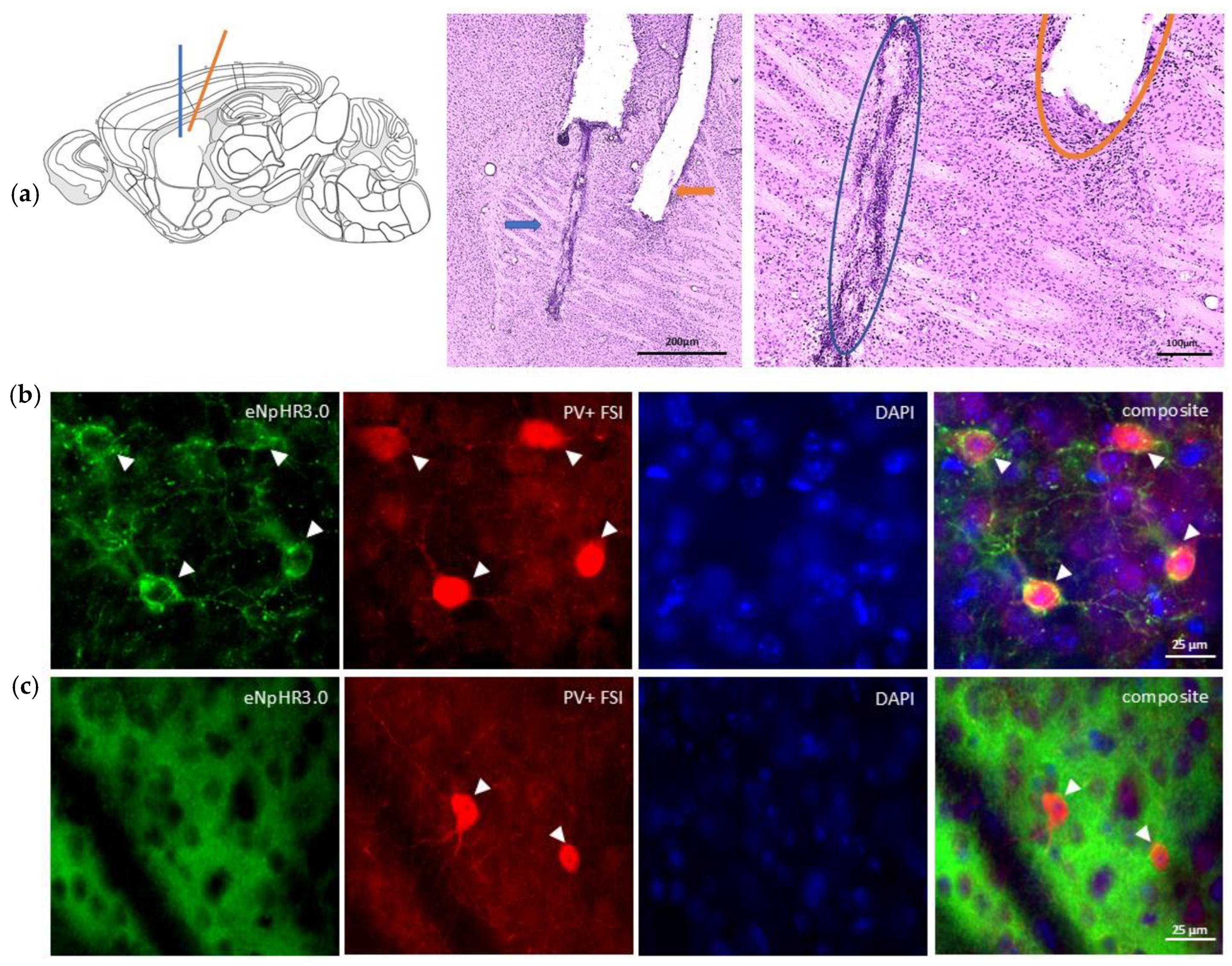 Preprints 208006 g001
