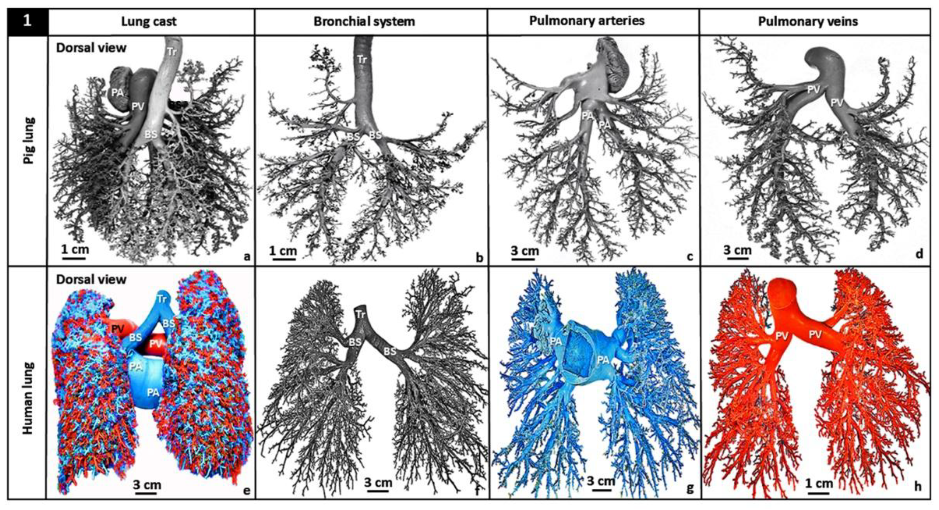 Preprints 189429 g001