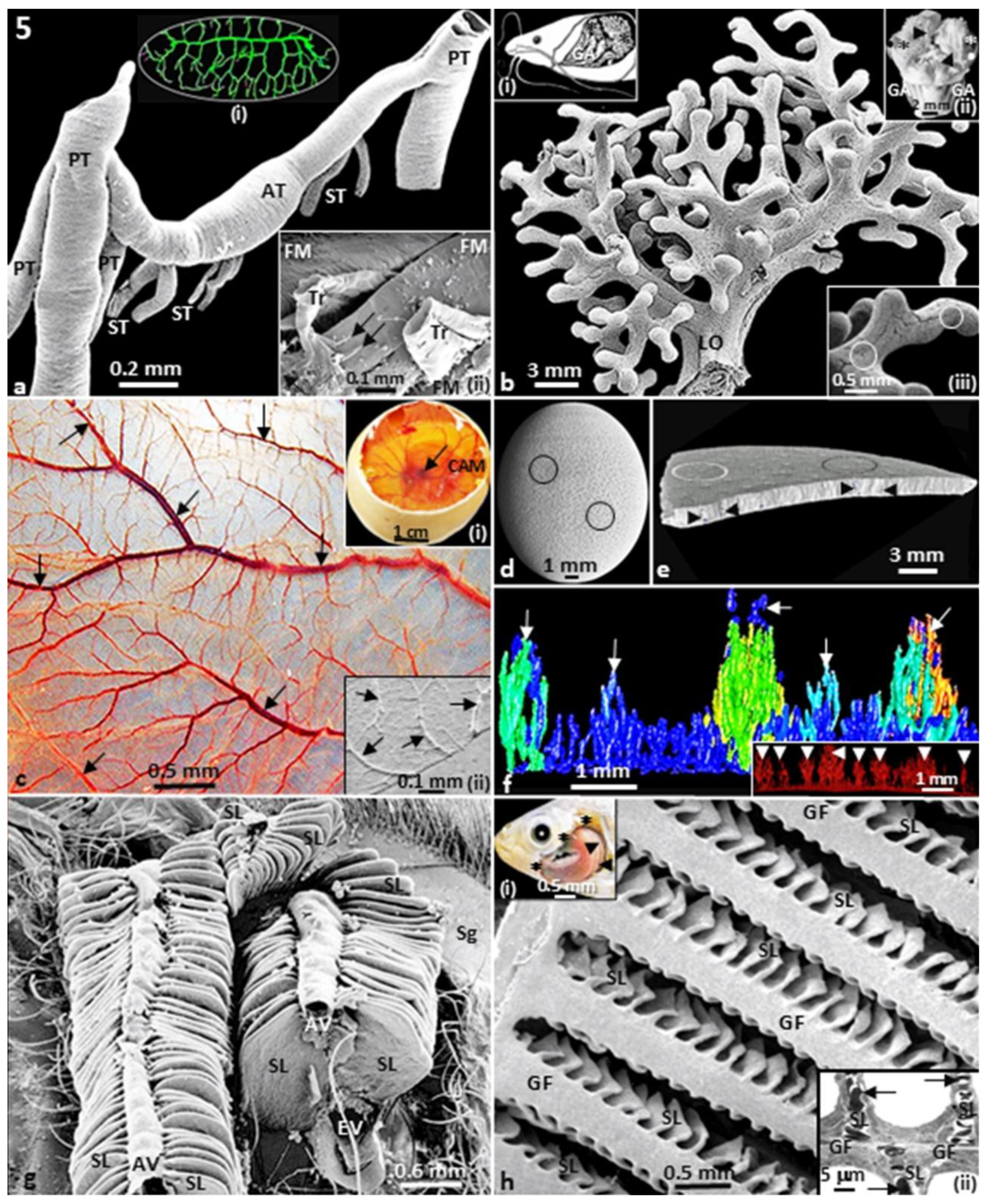 Preprints 189429 g005