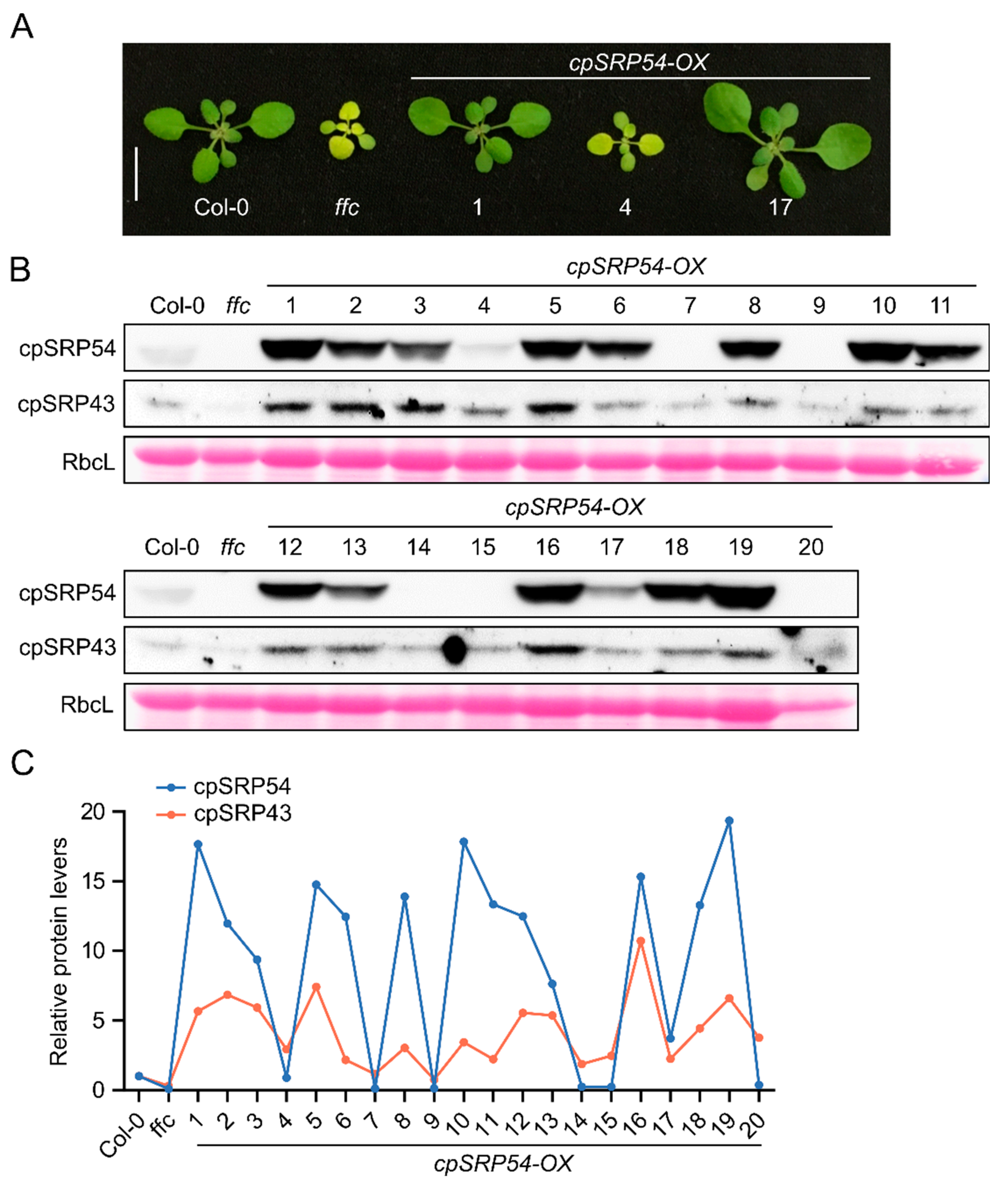 Preprints 158633 g001