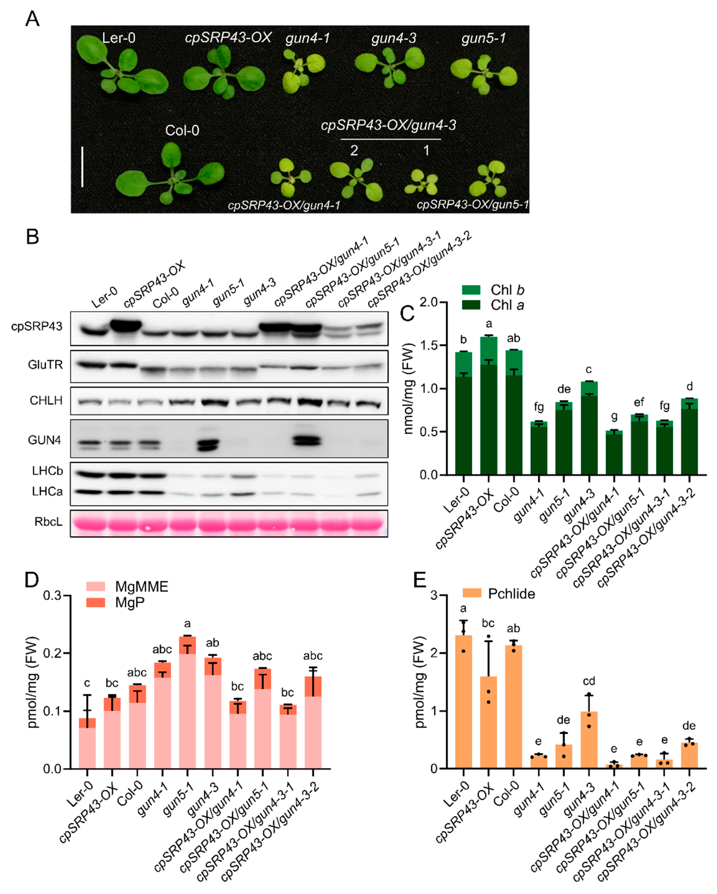 Preprints 158633 g005