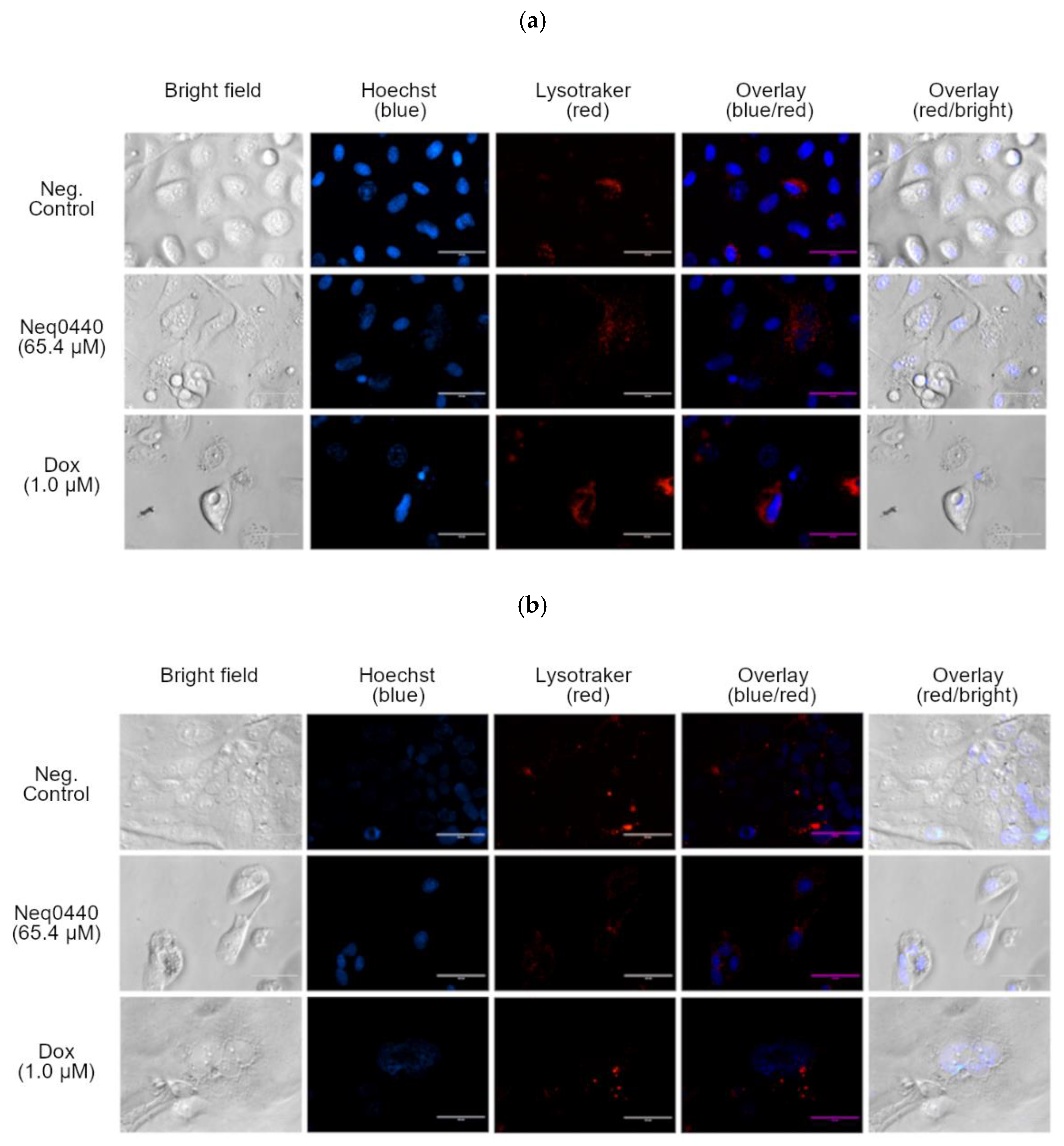 Preprints 170970 g005