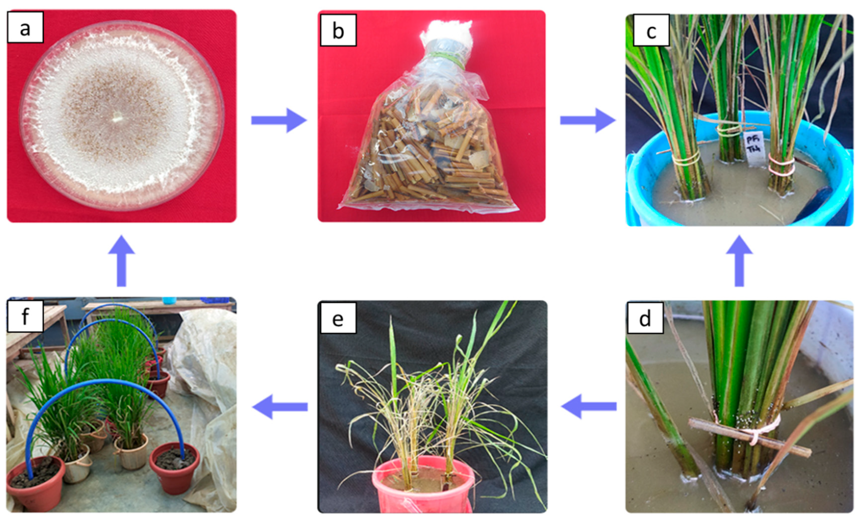 Preprints 77785 g001