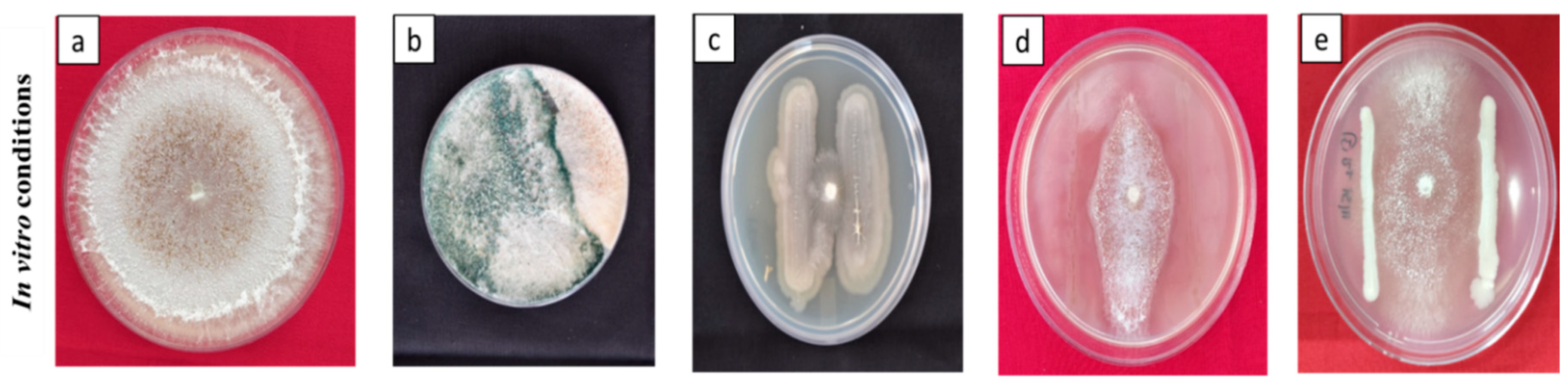 Preprints 77785 g002