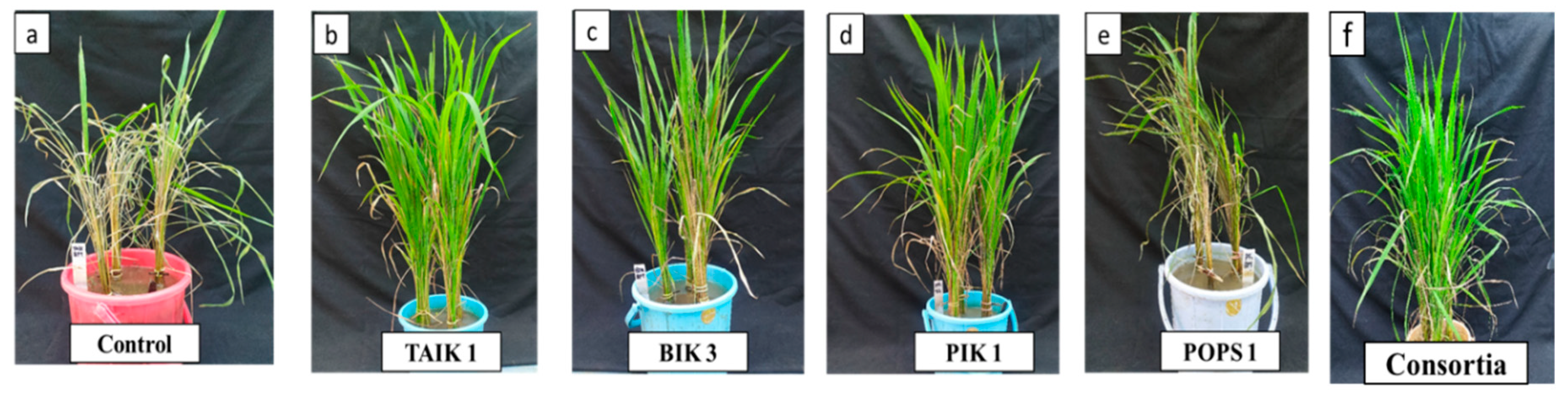 Preprints 77785 g003