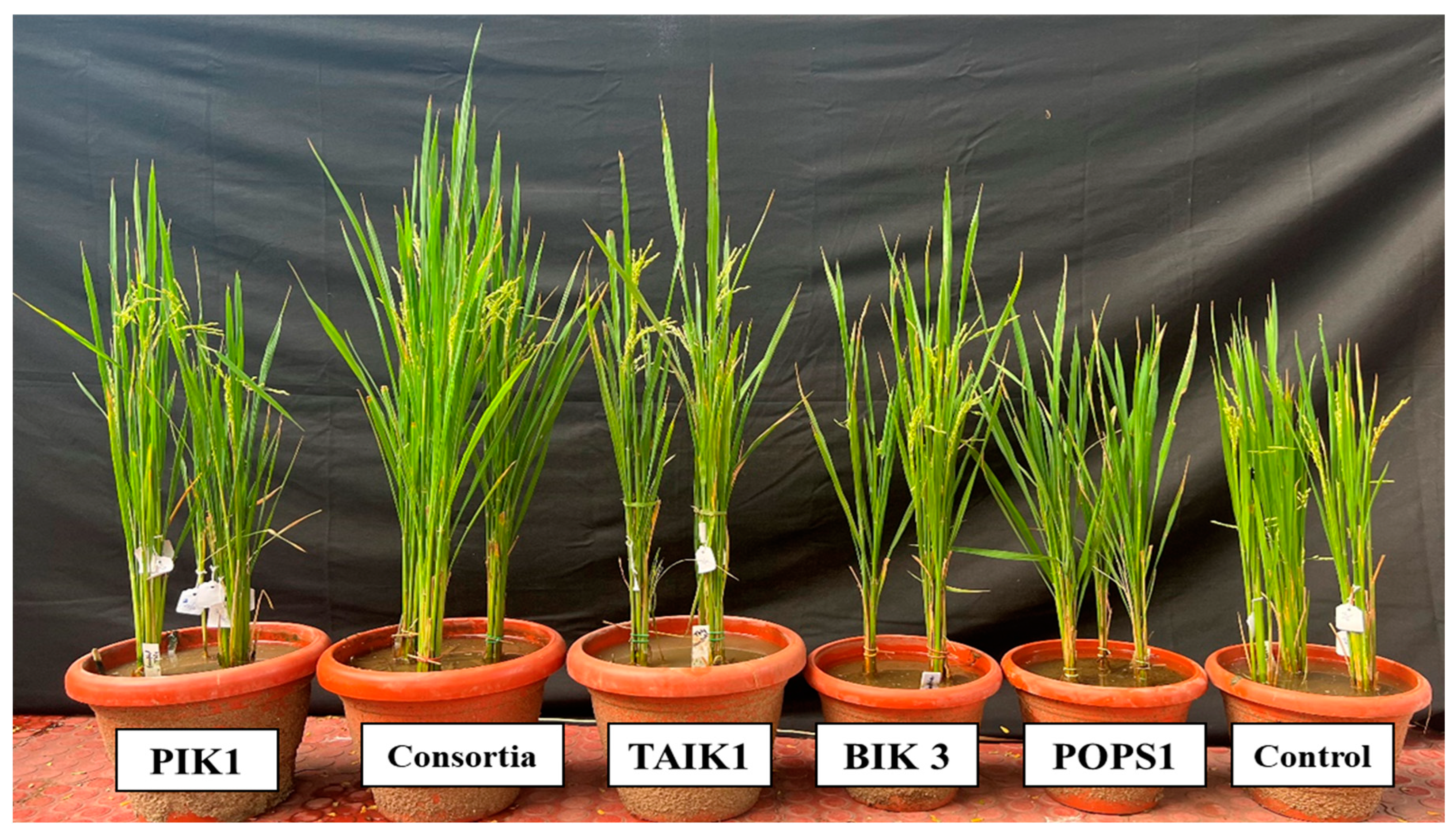 Preprints 77785 g004