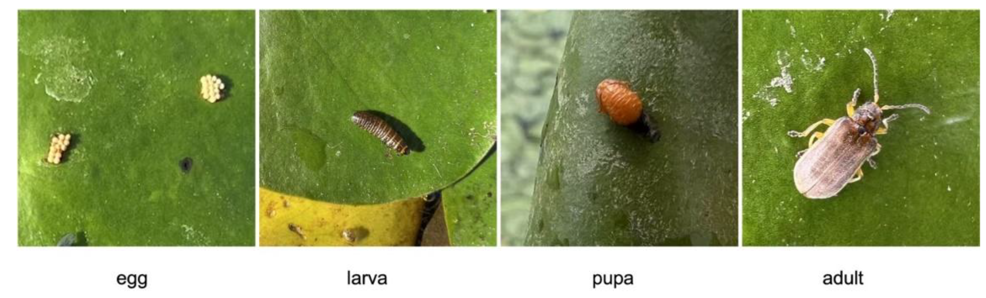 Preprints 147735 g002