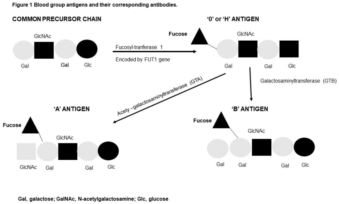 Preprints 208346 g001