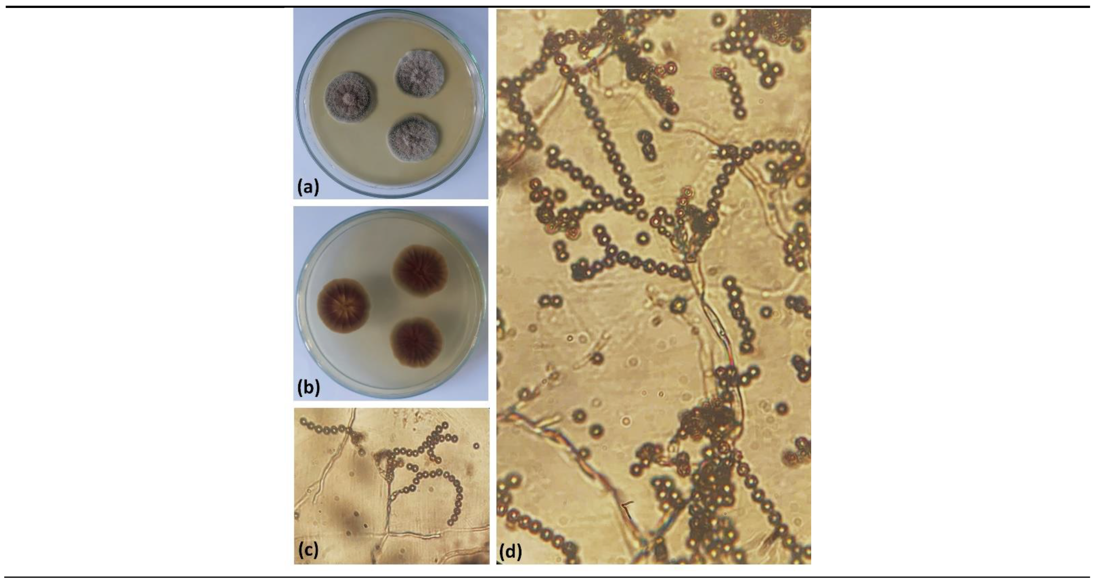 Preprints 193124 g002