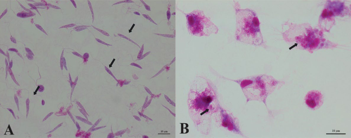 Preprints 199972 g002