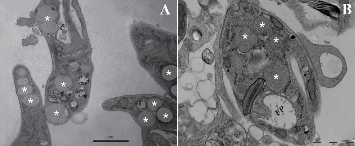 Preprints 199972 g004