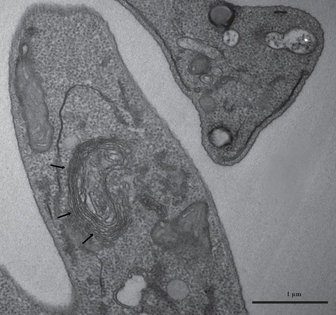Preprints 199972 g005