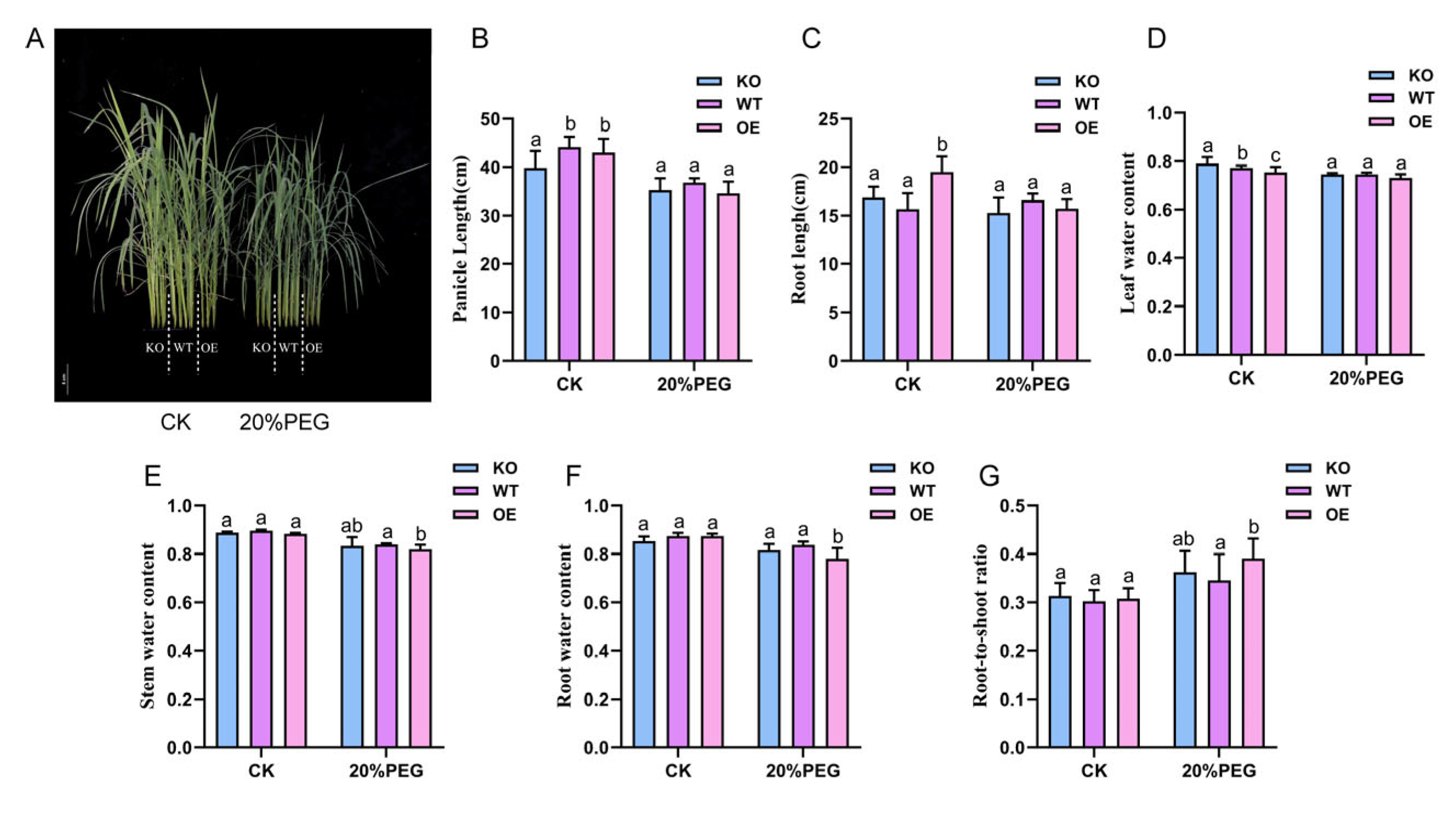 Preprints 229275 g006 Preprints 229275 g006