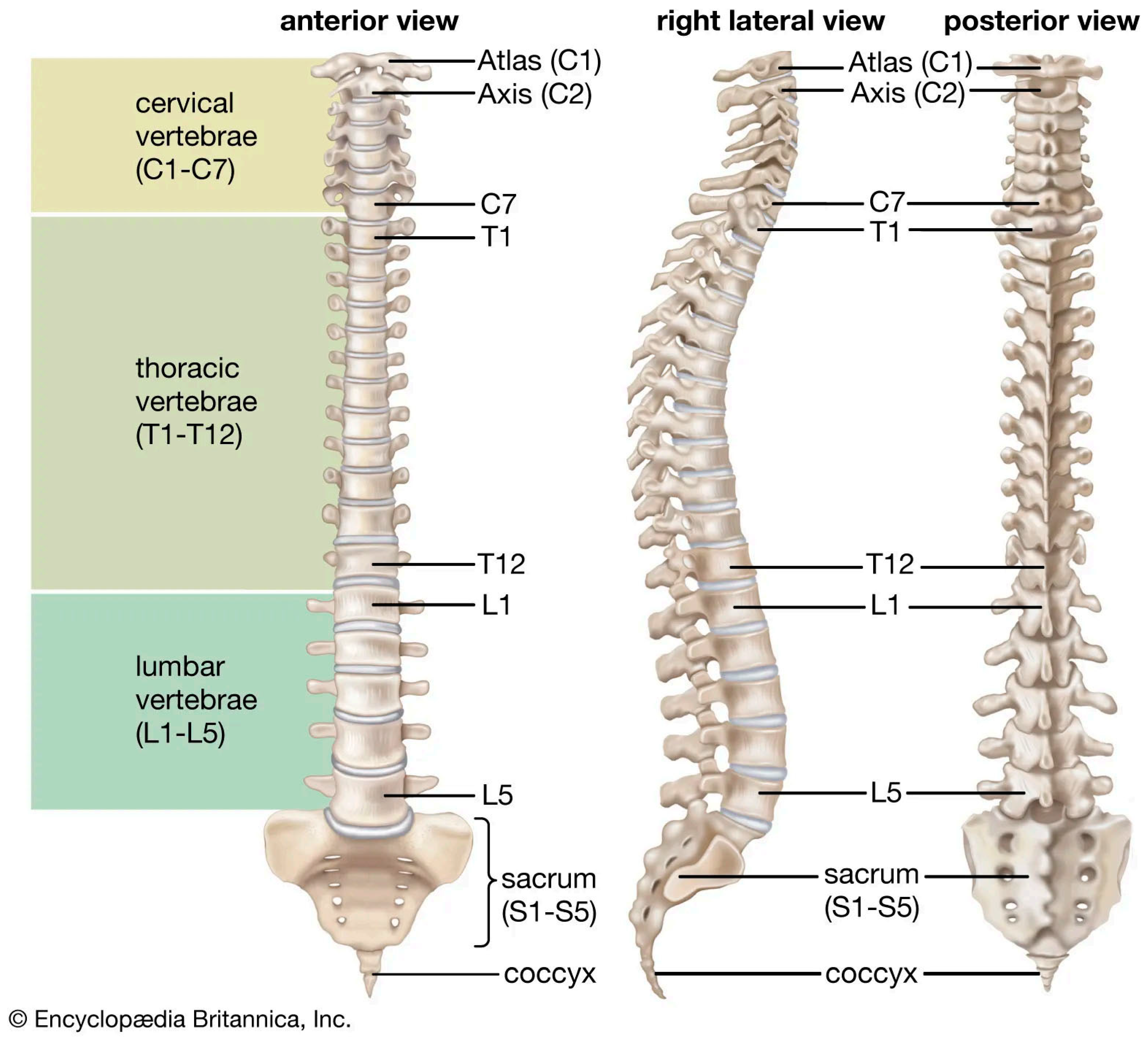 Preprints 152195 g001