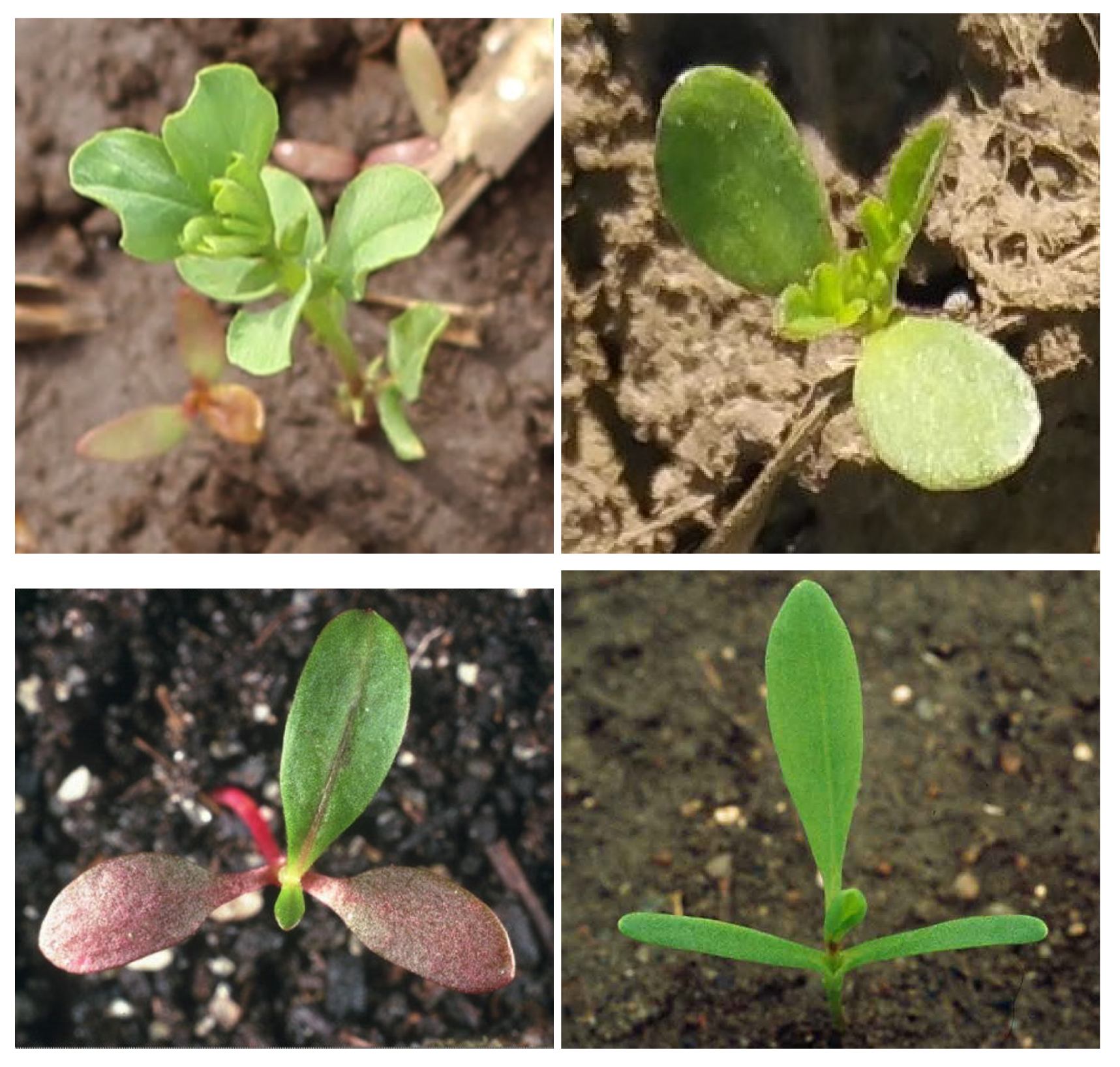 Preprints 161951 g001