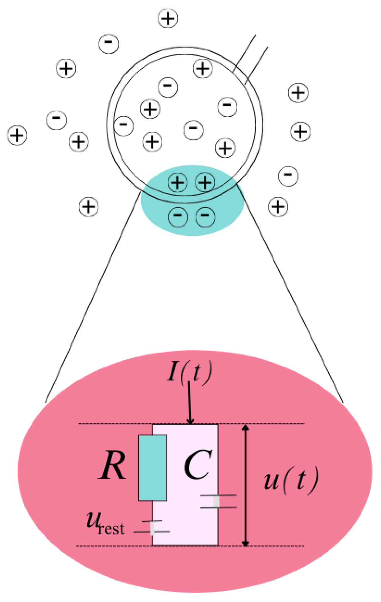 Preprints 145617 g007
