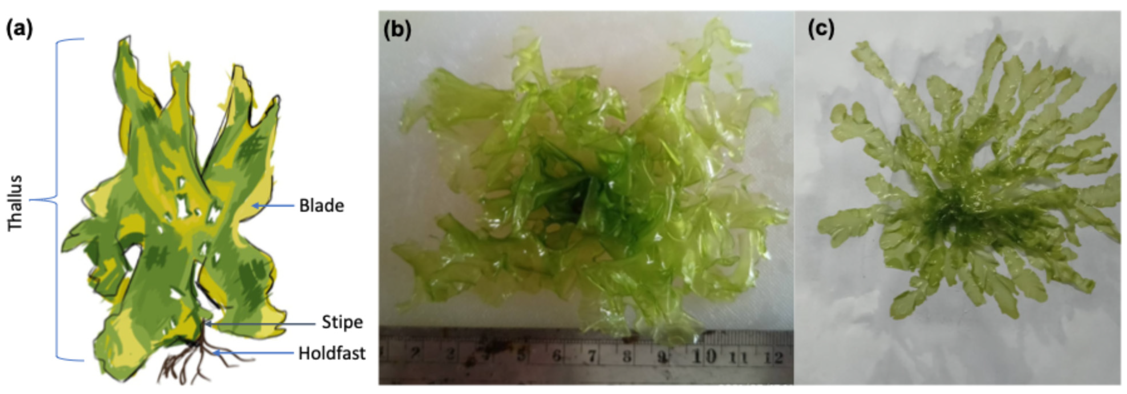 Preprints 144578 g001