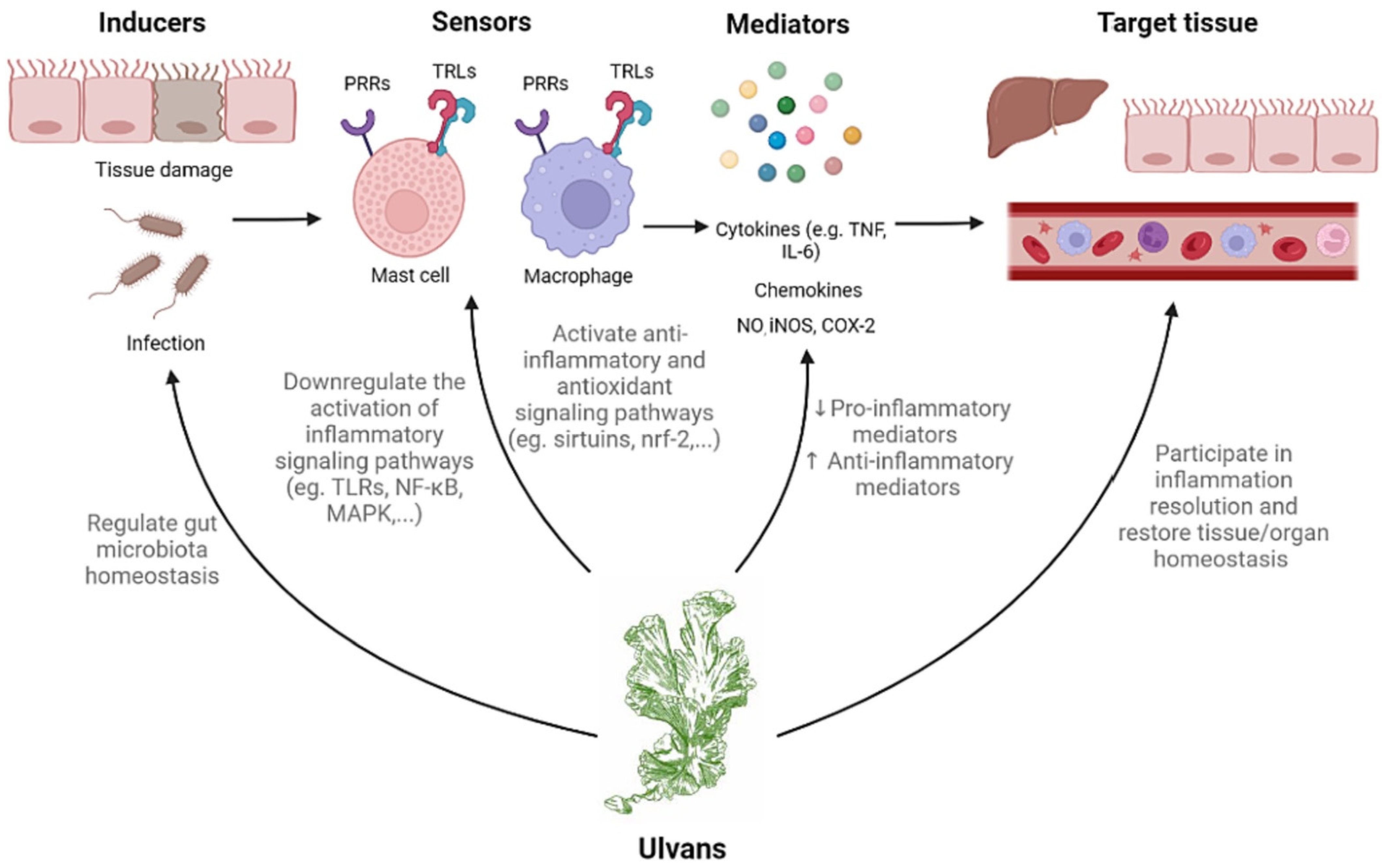 Preprints 144578 g004