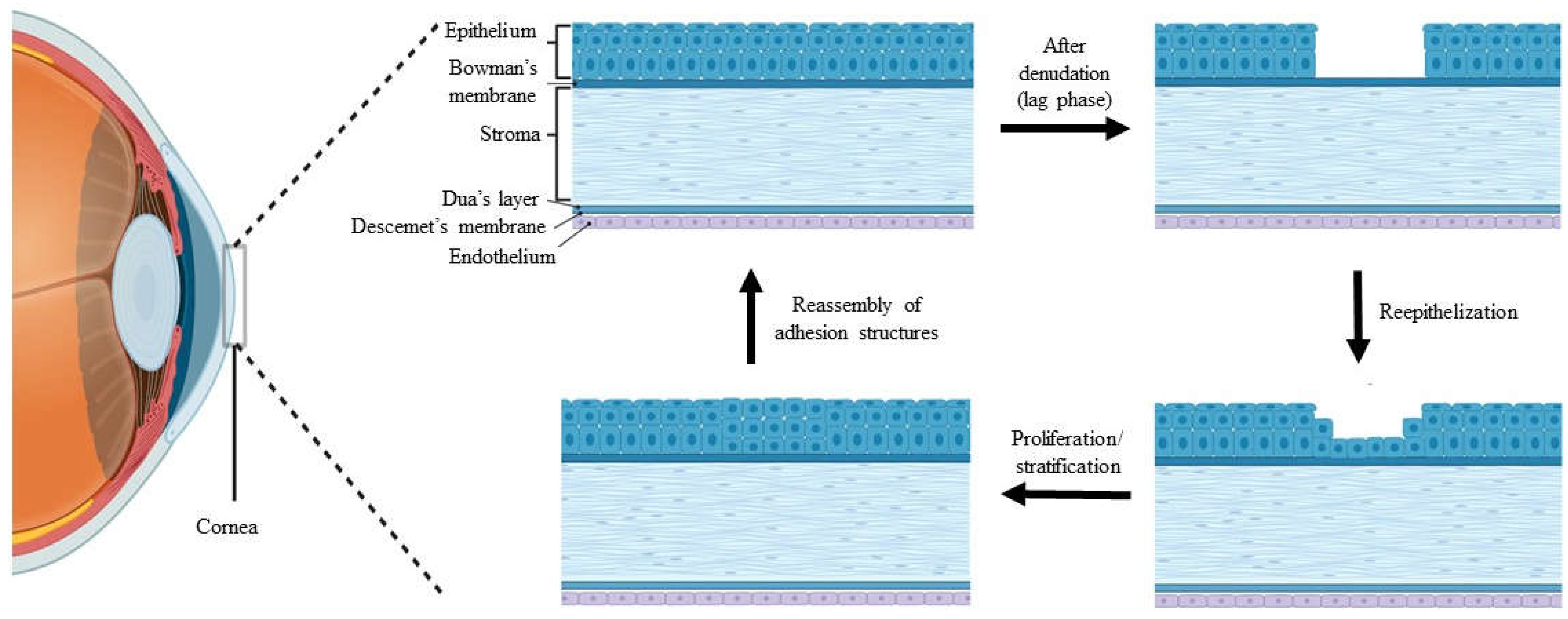 Preprints 68833 g001