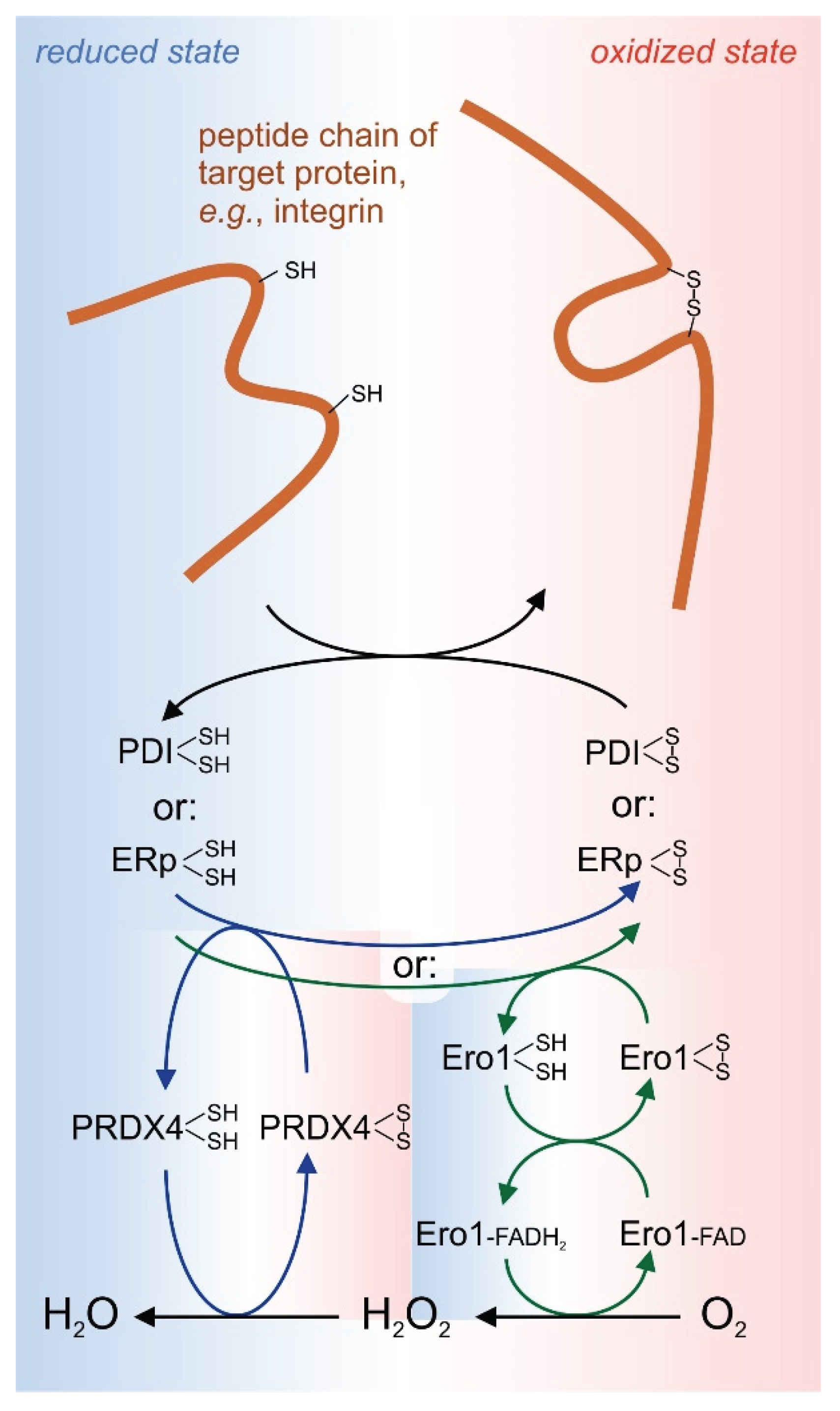 Preprints 169028 g004