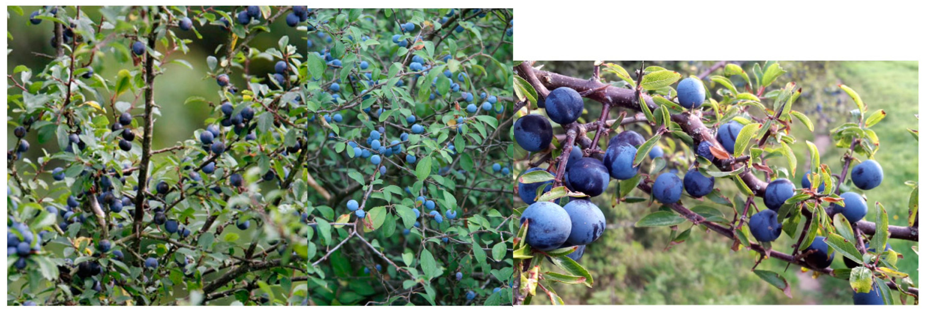 Preprints 82744 g001