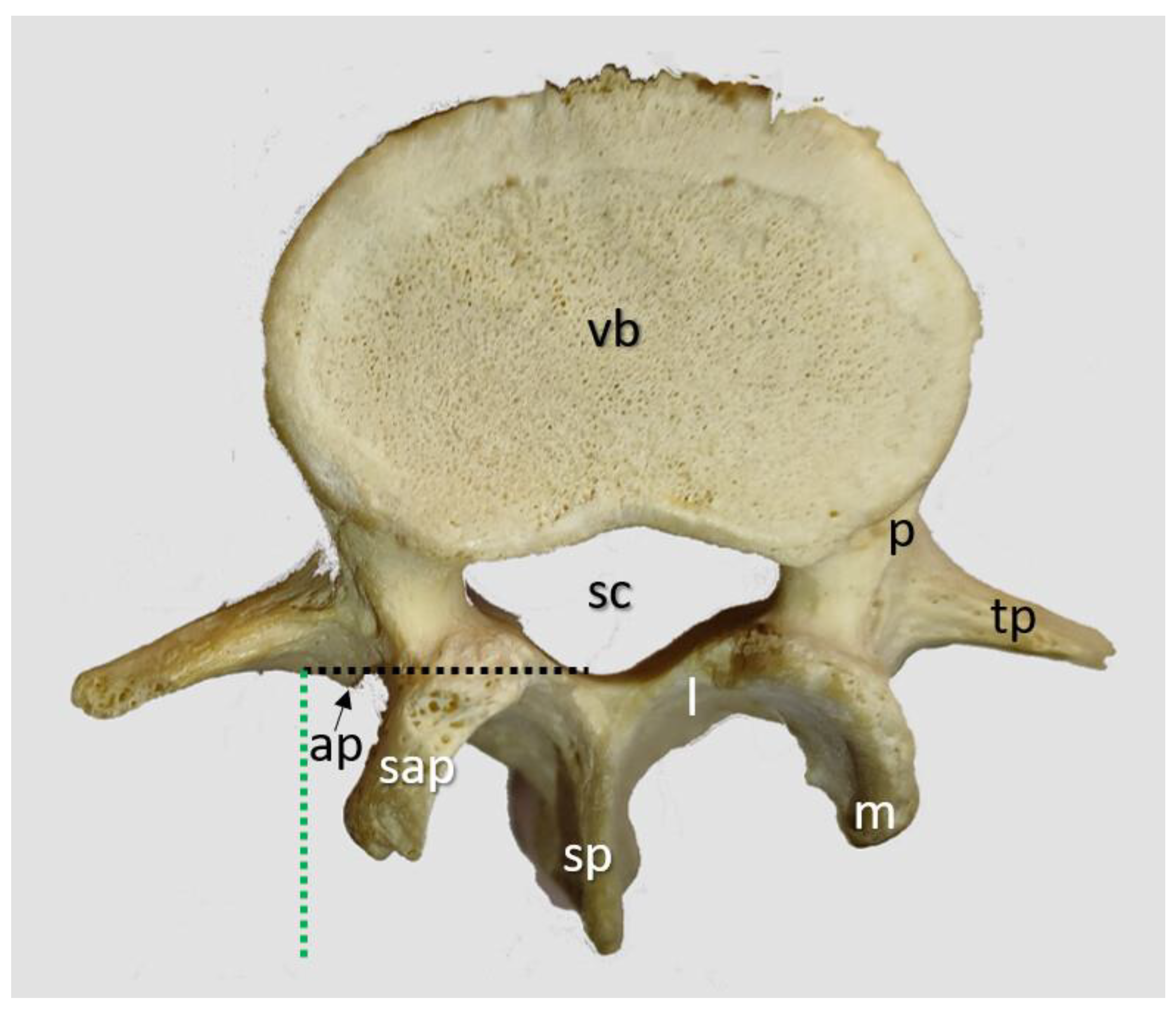 Preprints 183817 g006