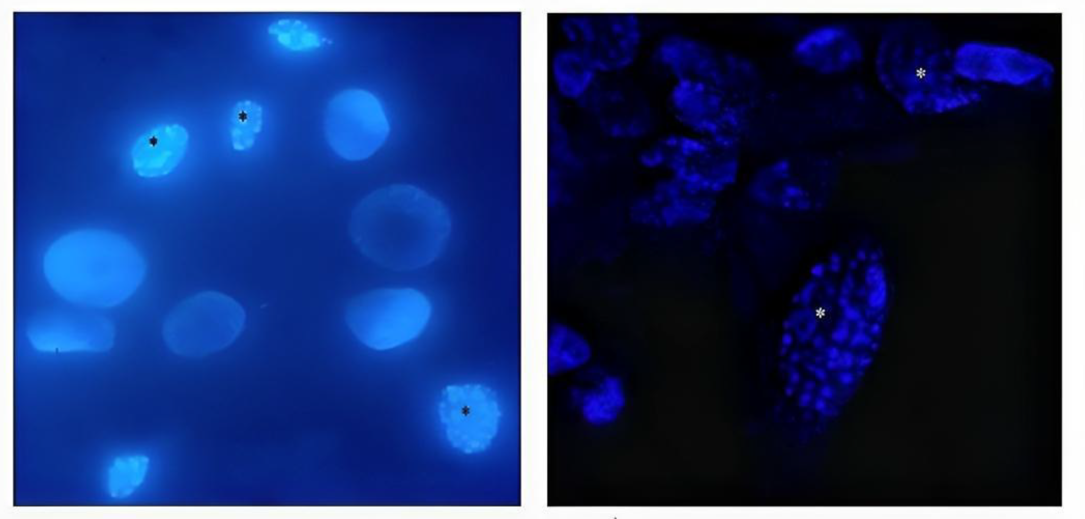 Preprints 87039 g002