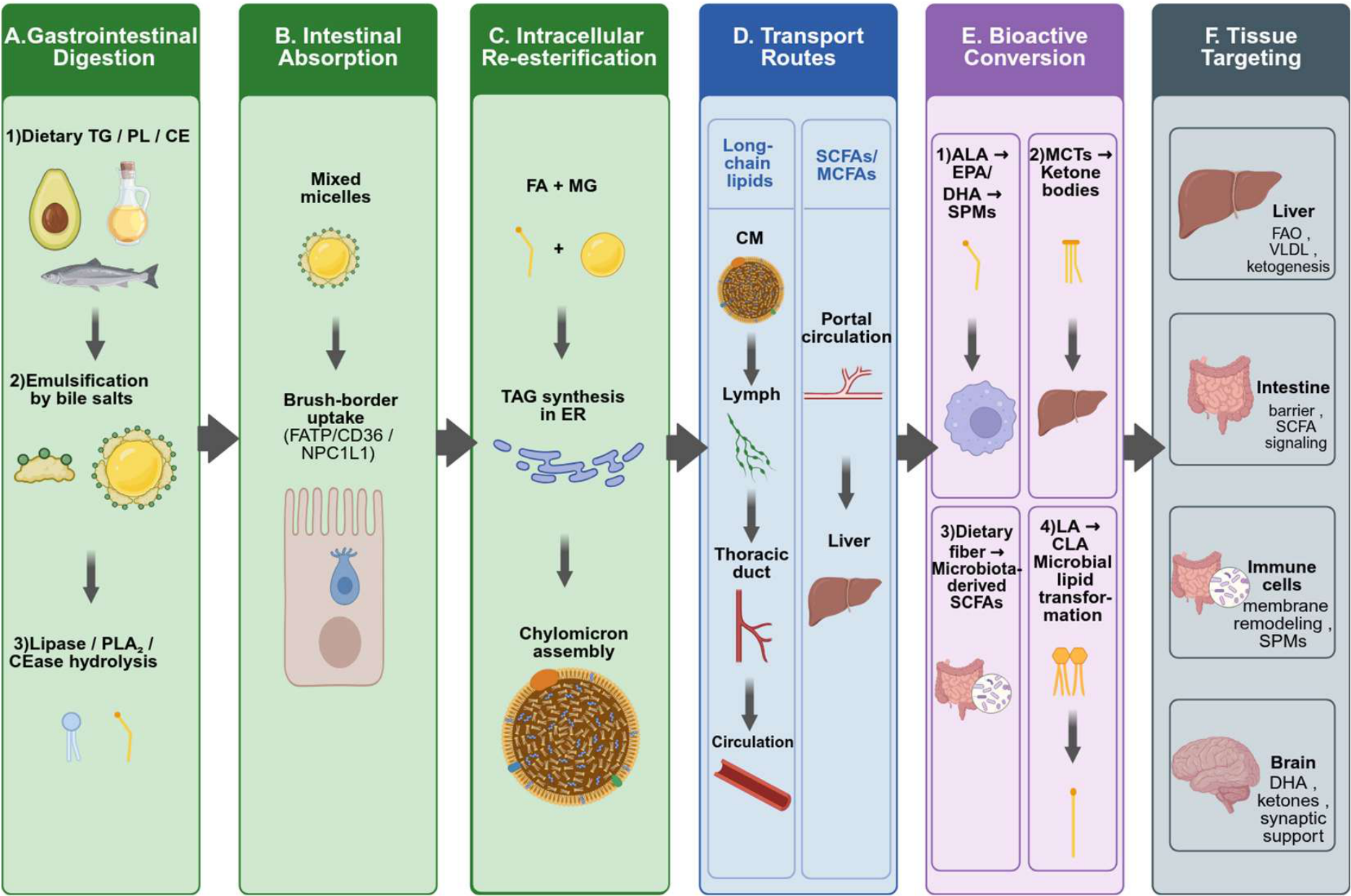 tesamorelin vs sermorelin vs ipamorelin comparison Tesamorelin vs Ipamorelin: Which Peptide is Right for You? A Comprehen