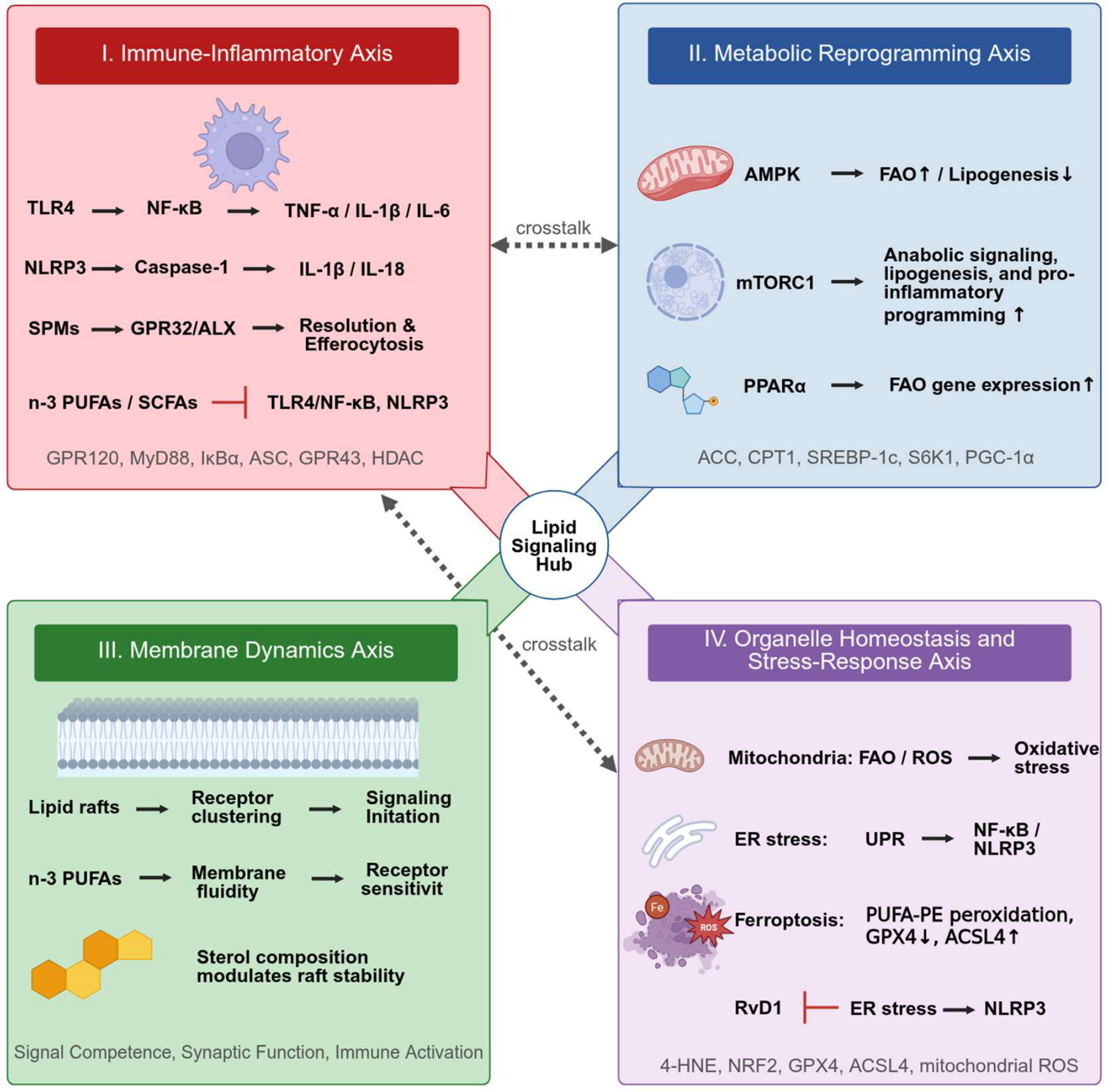 Multi-Scale Signaling Functions of Food-Derived Lipids in Health and  Disease: Recent Advances and Implications for Precision Nutrition[v1] |  Preprints.org