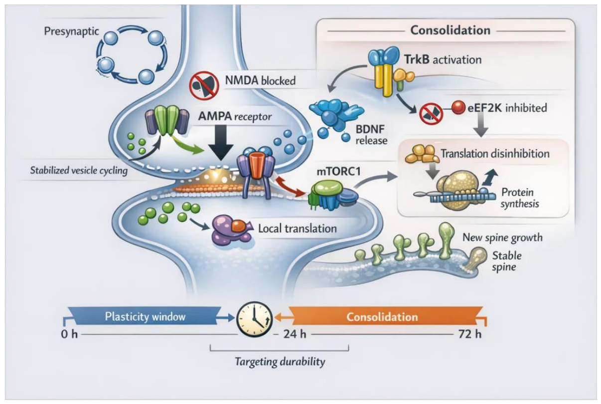 Synaptic Plasticity—Intrinsic Excitability and Antidepressant