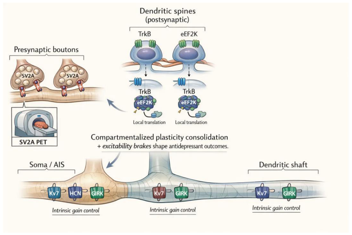 Synaptic Plasticity—Intrinsic Excitability and Antidepressant
