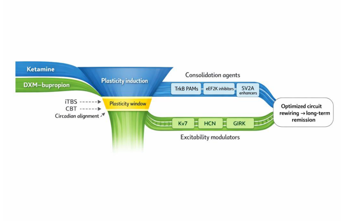 Synaptic Plasticity—Intrinsic Excitability and Antidepressant